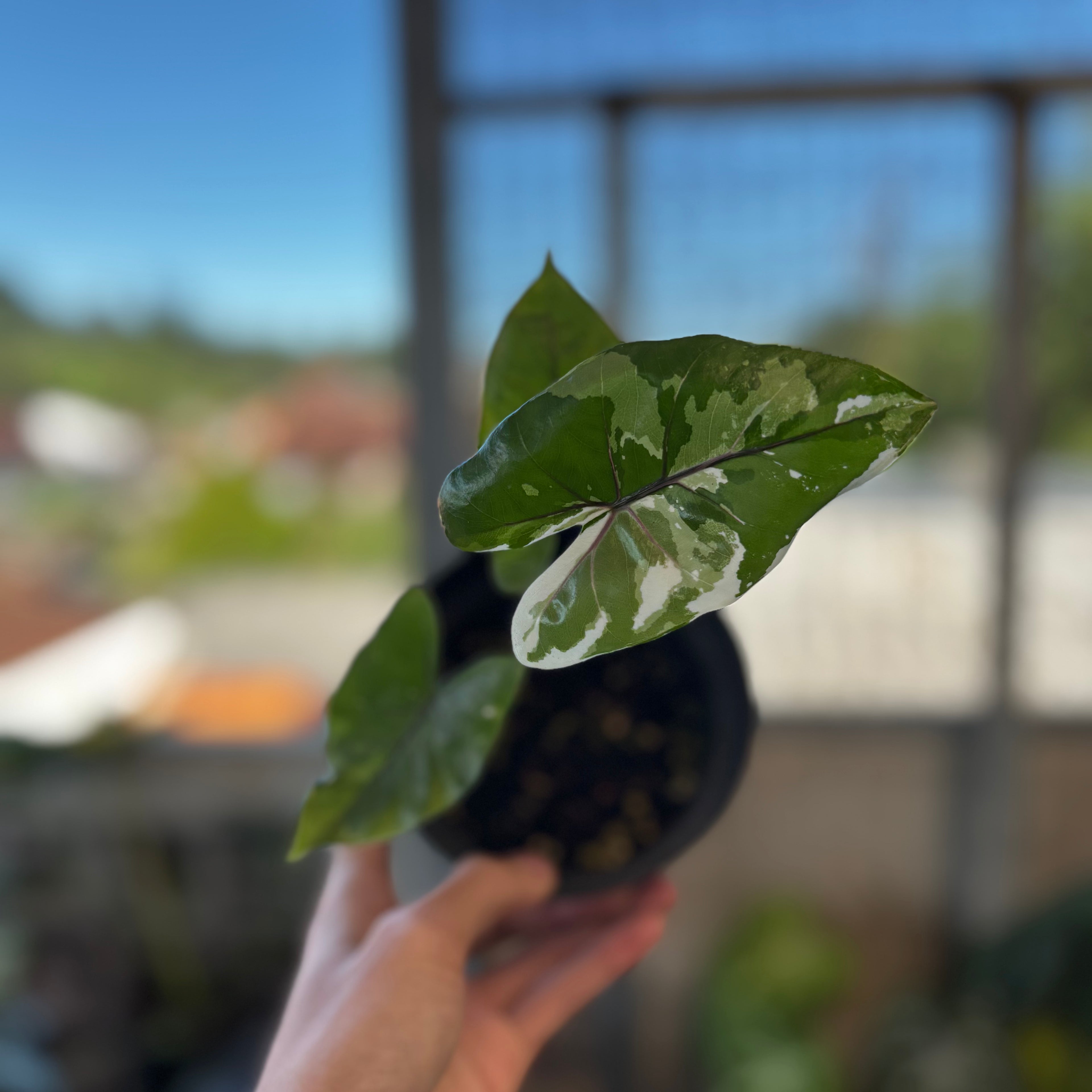 RP044-7 Alocasia Black Steam