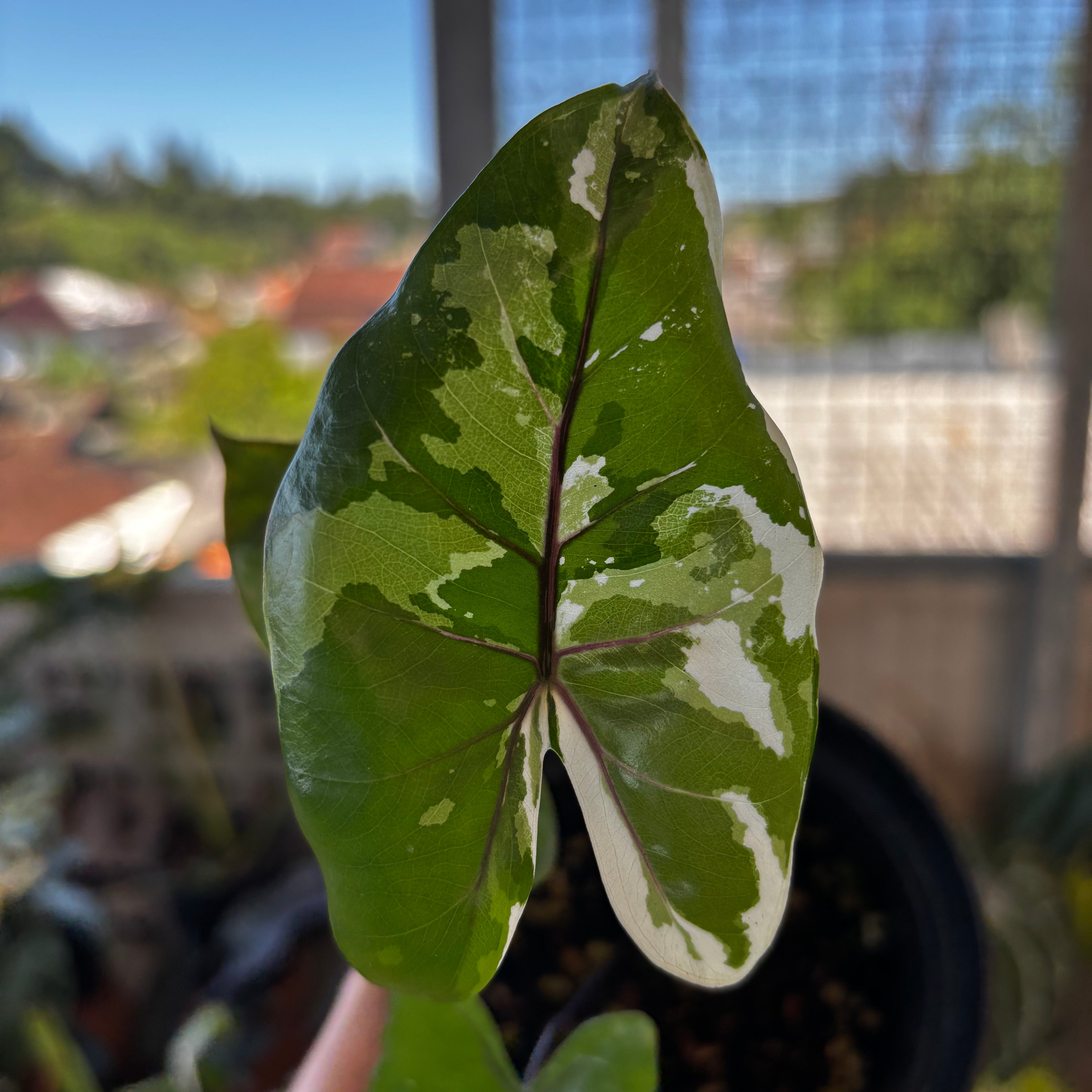 RP044-7 Alocasia Black Steam