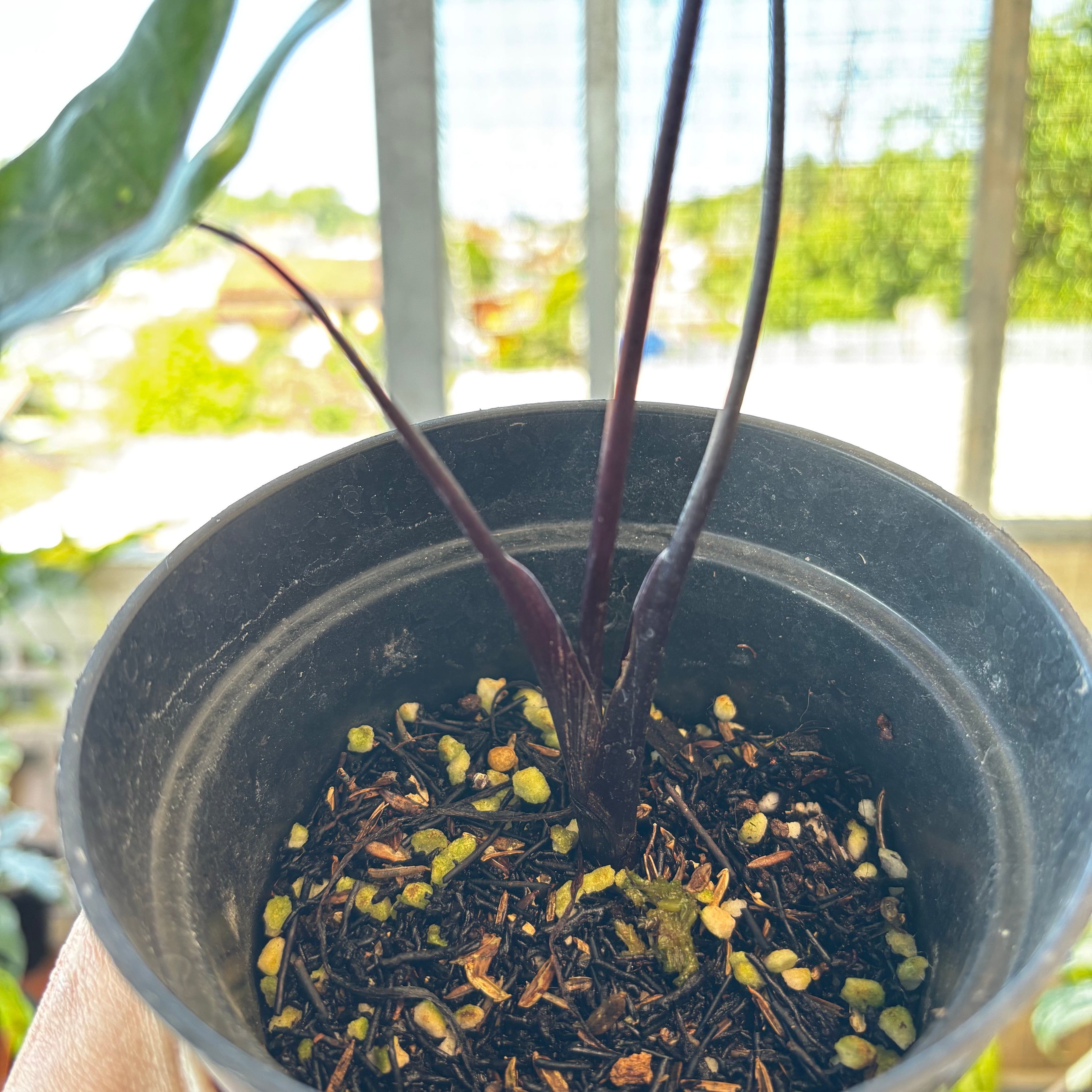 RP044-7 Alocasia Black Steam