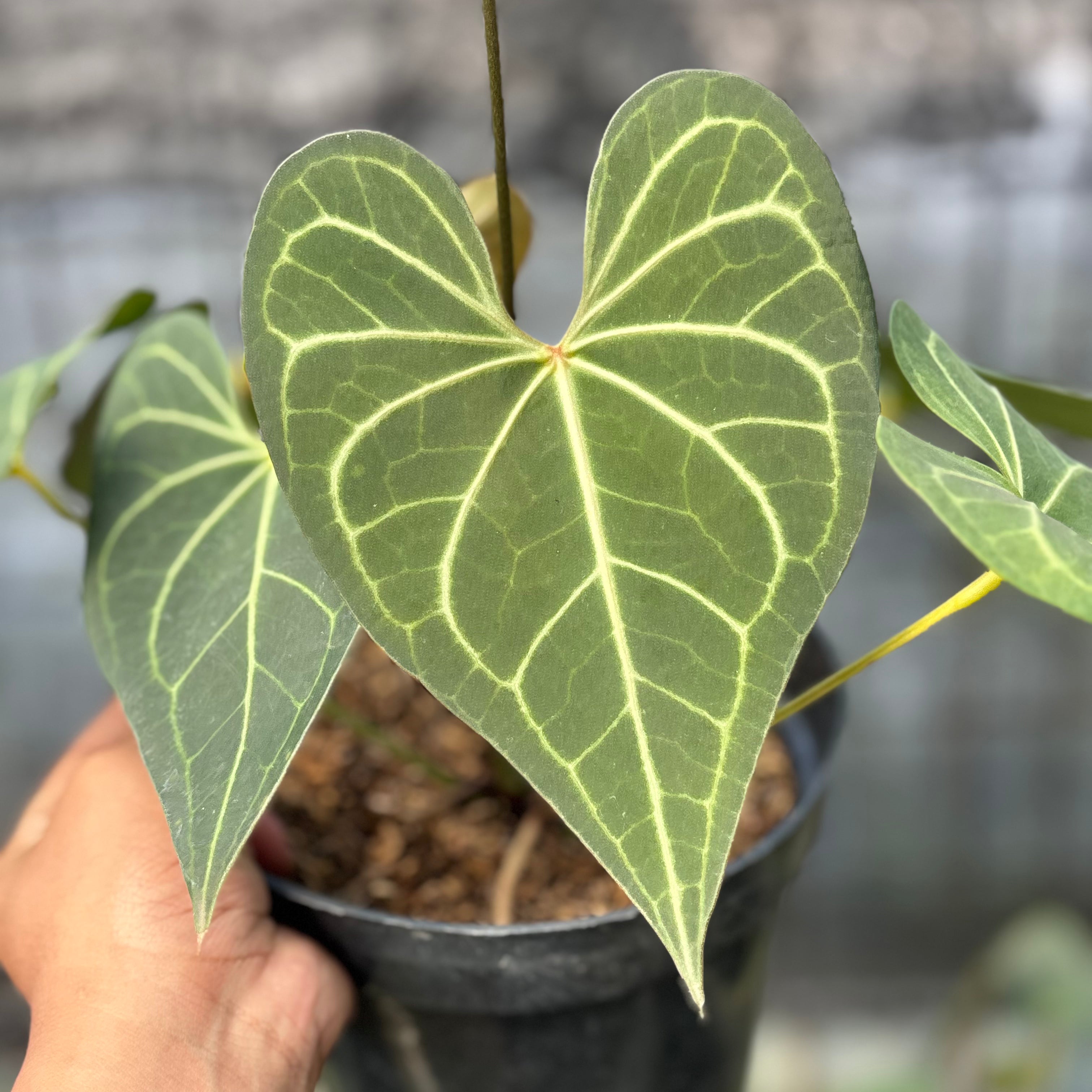RP4-6 Anthurium Clarinervium Hybrid