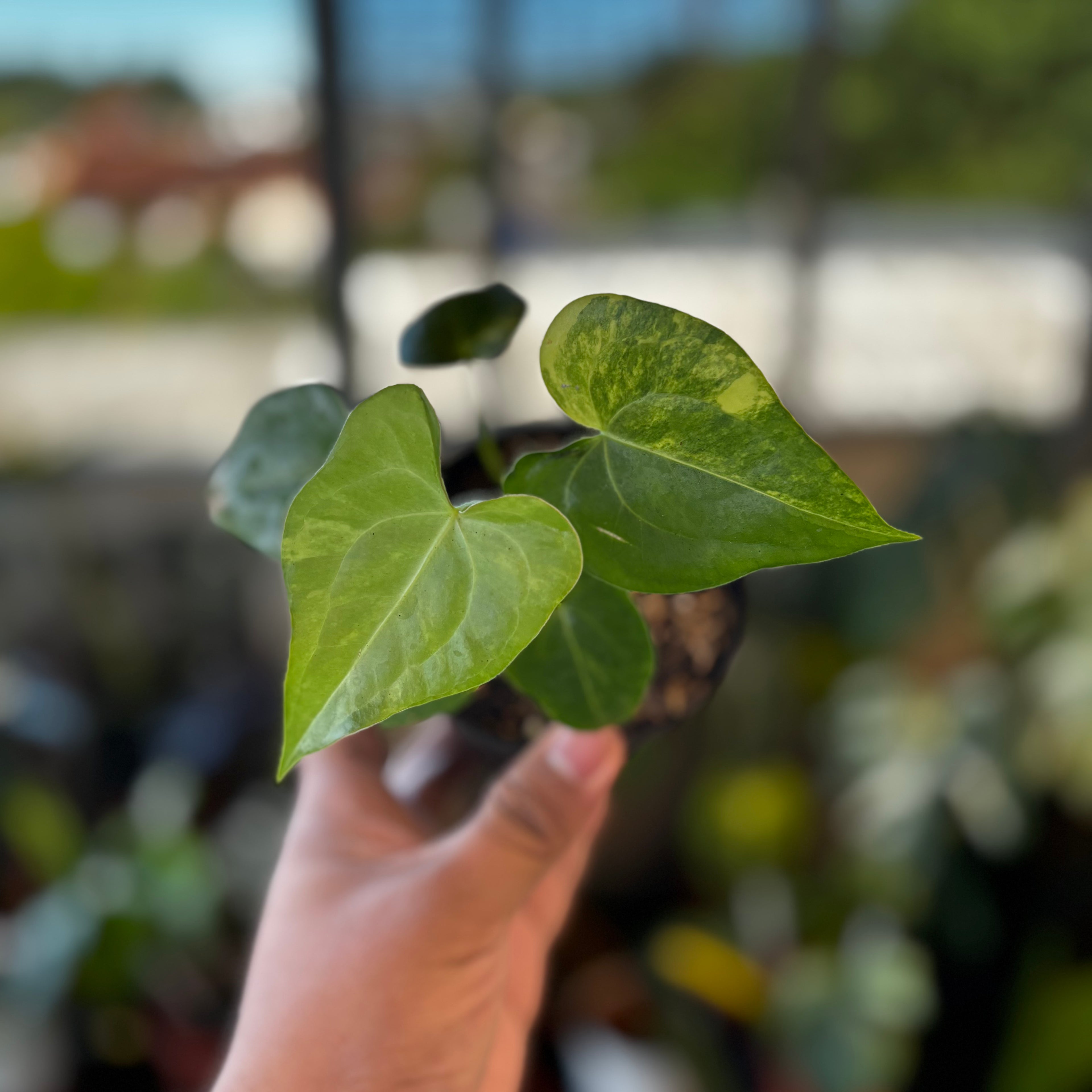RP046-7 Anthurium Clarinervium Seed Variegated