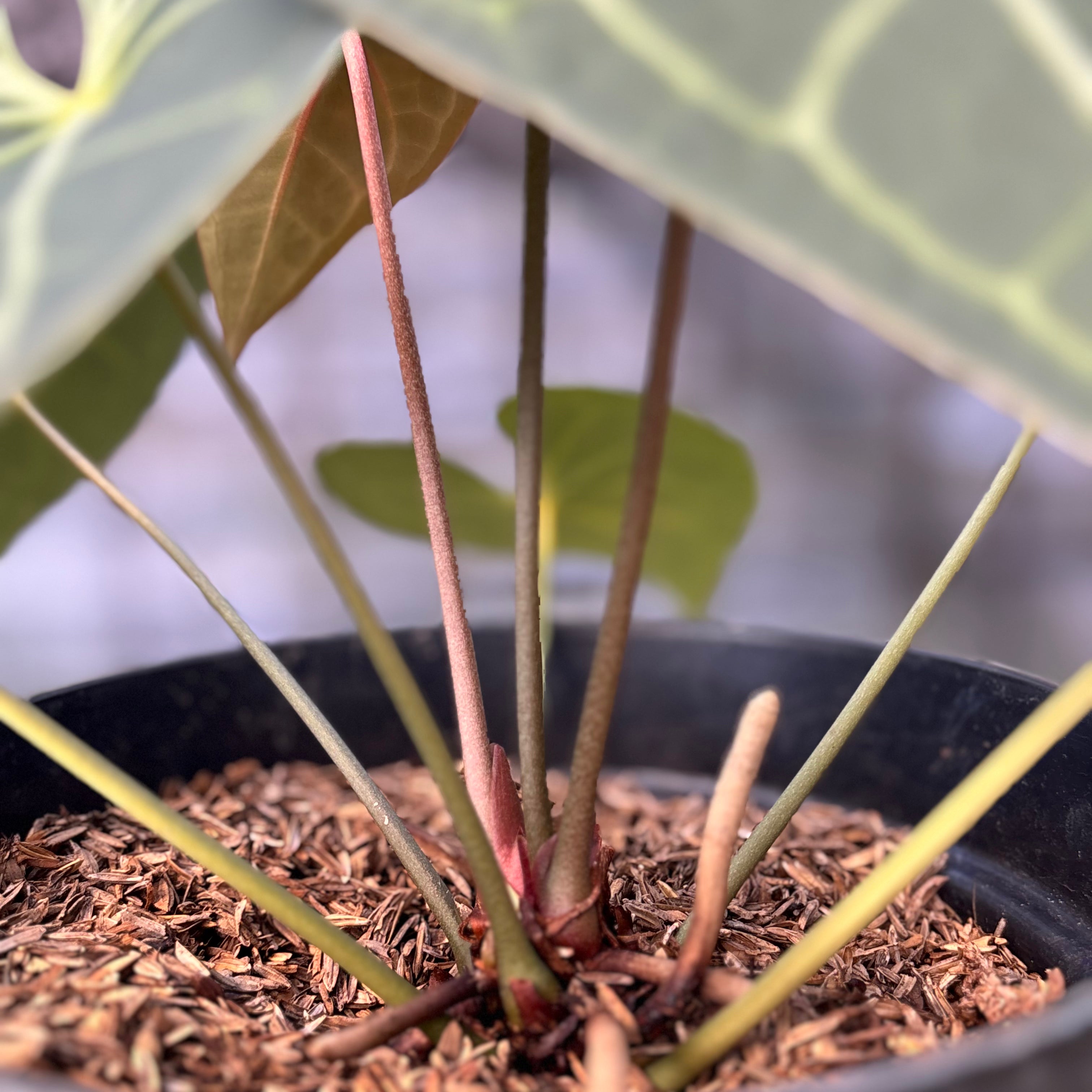 RP4-6 Anthurium Clarinervium Hybrid