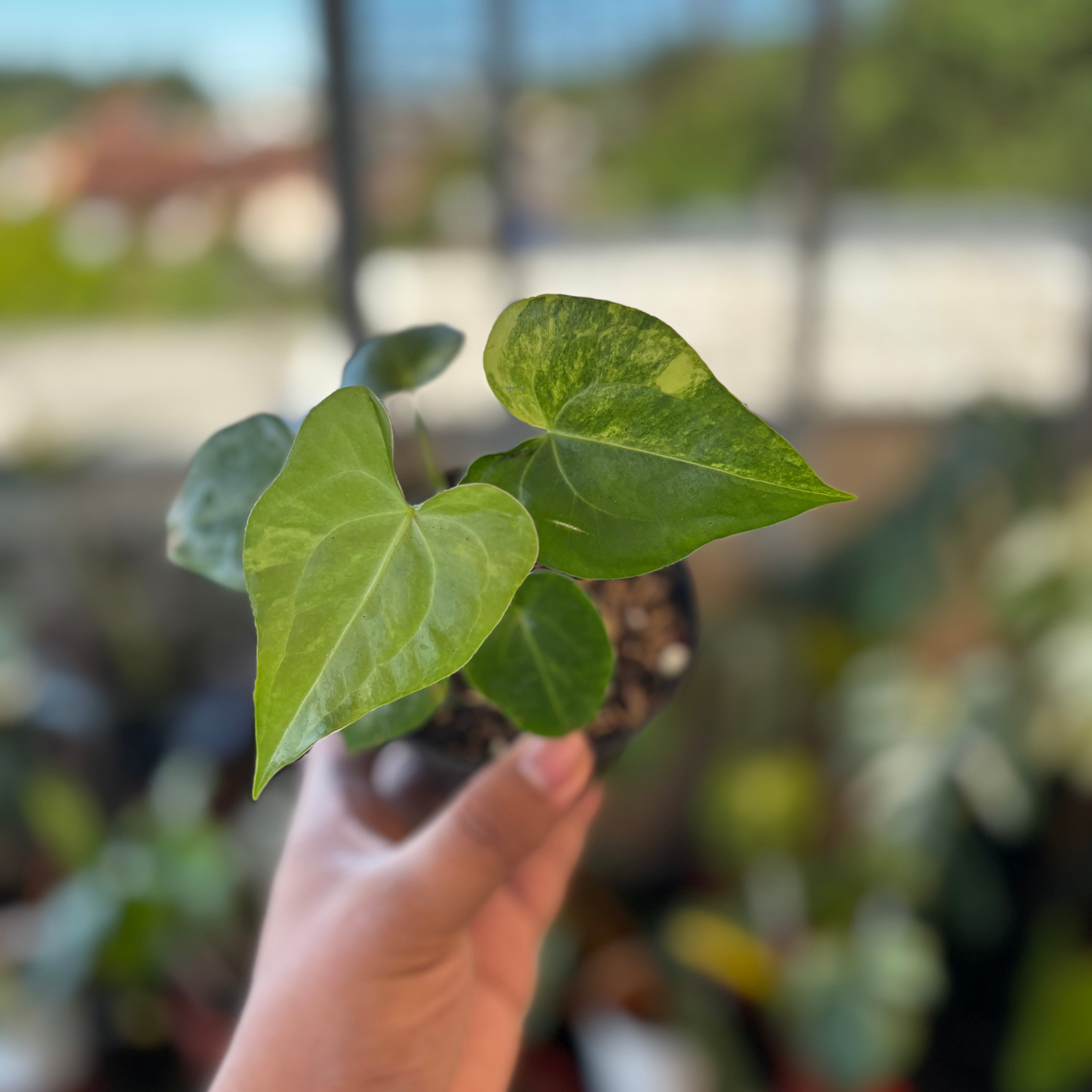 RP046-7 Anthurium Clarinervium Seed Variegated