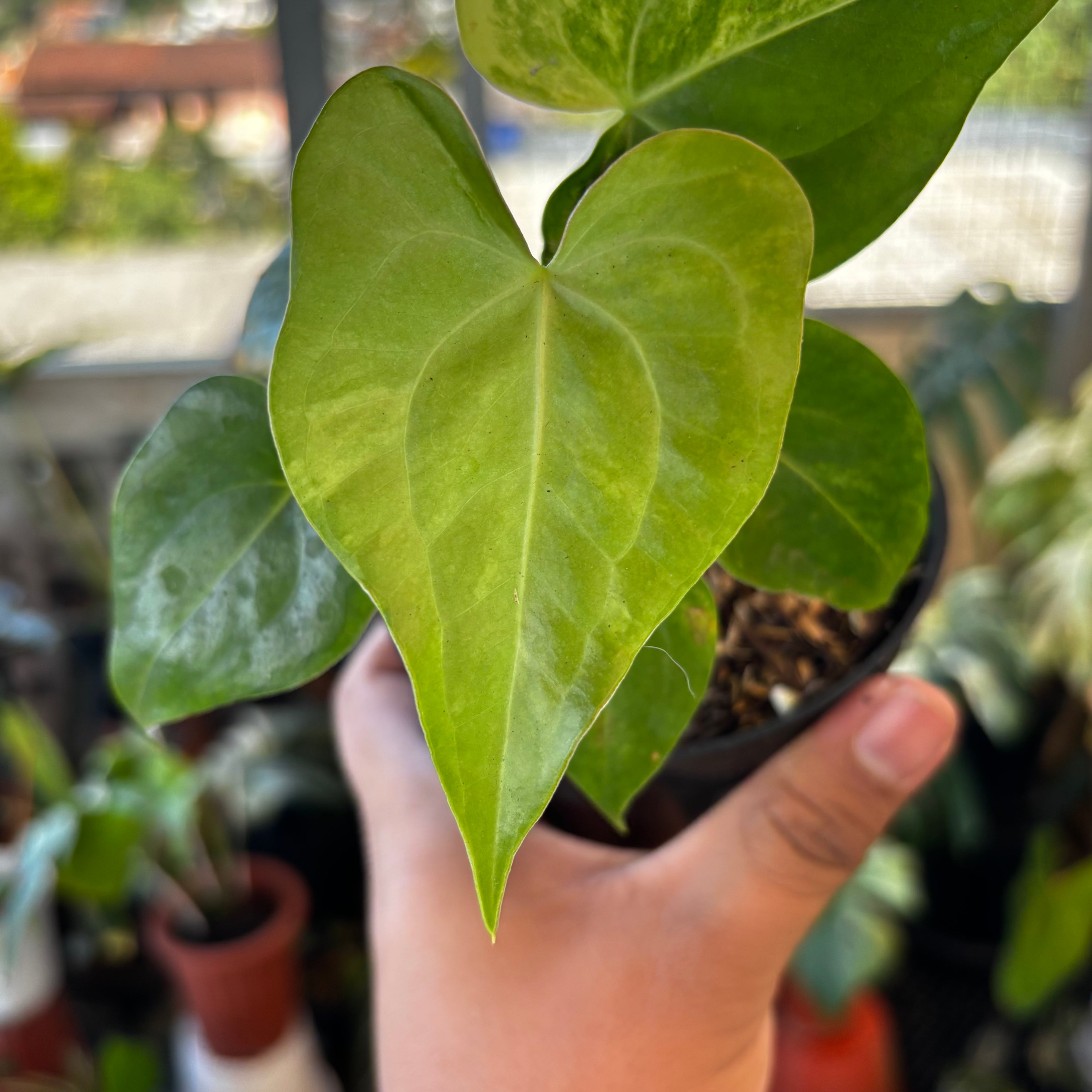 RP046-7 Anthurium Clarinervium Seed Variegated