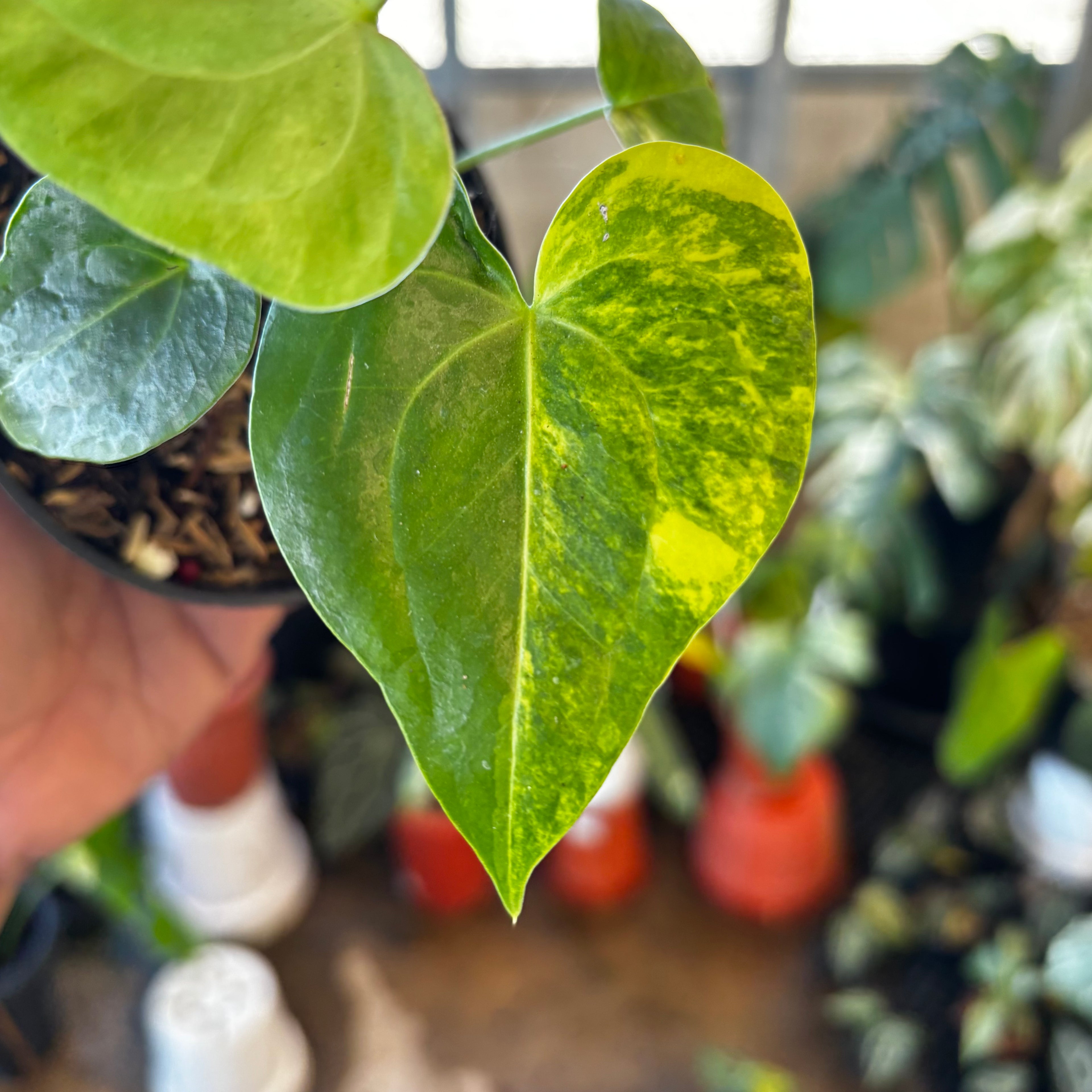 RP046-7 Anthurium Clarinervium Seed Variegated