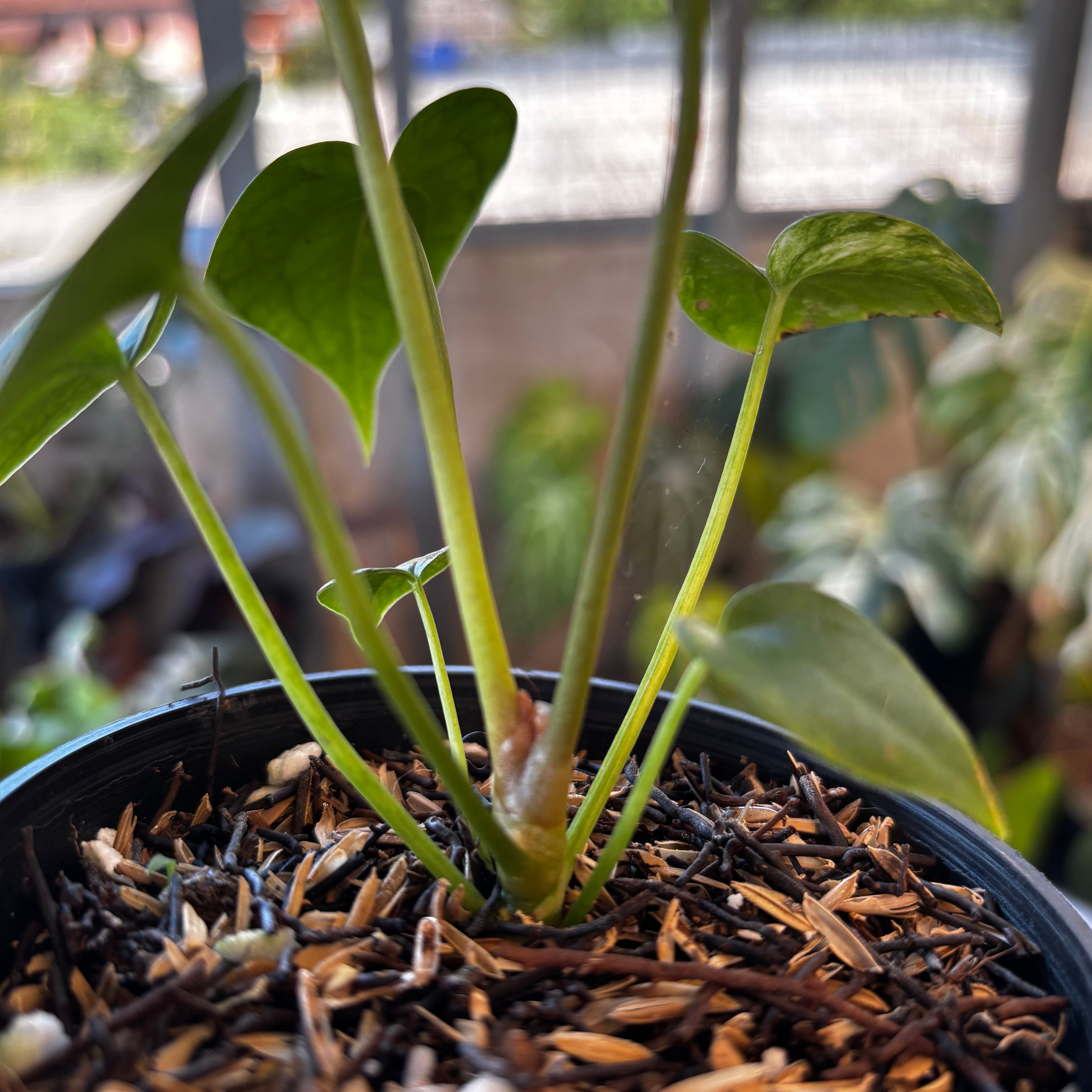 RP046-7 Anthurium Clarinervium Seed Variegated