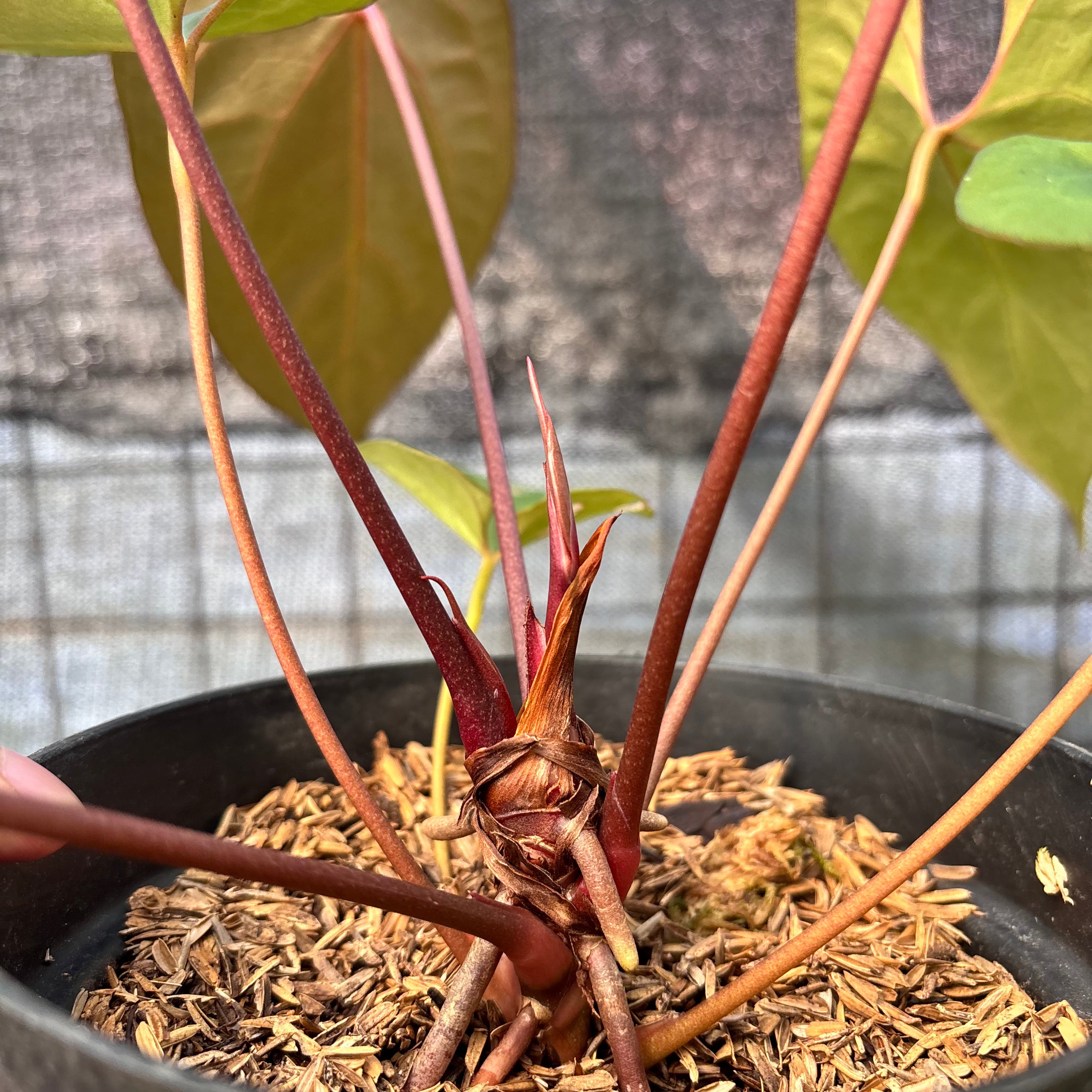 RP5-6 Anthurium Fortsherman Hybrid