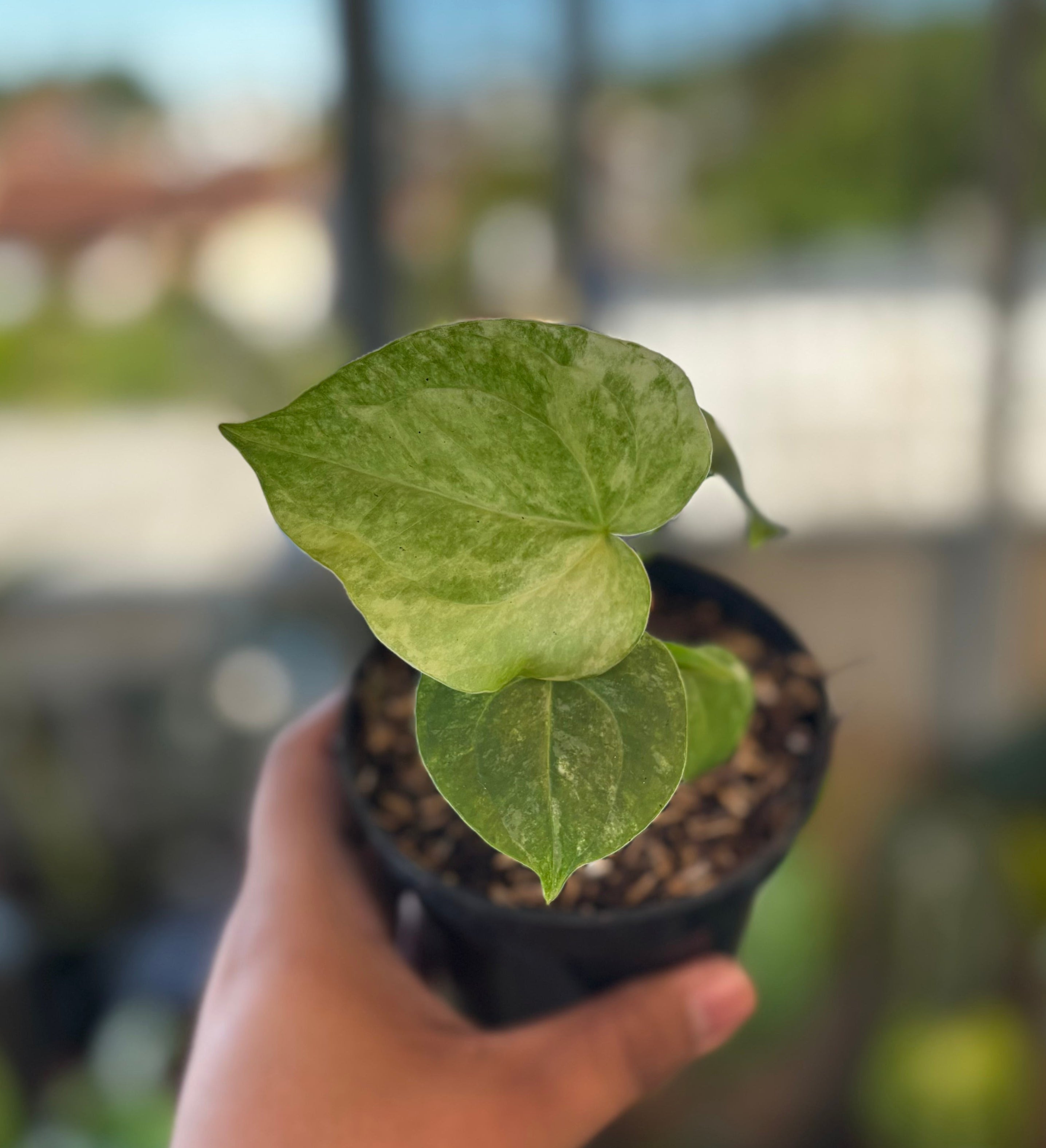 RP048-7 Anthurium Clarinervium Seed Variegated