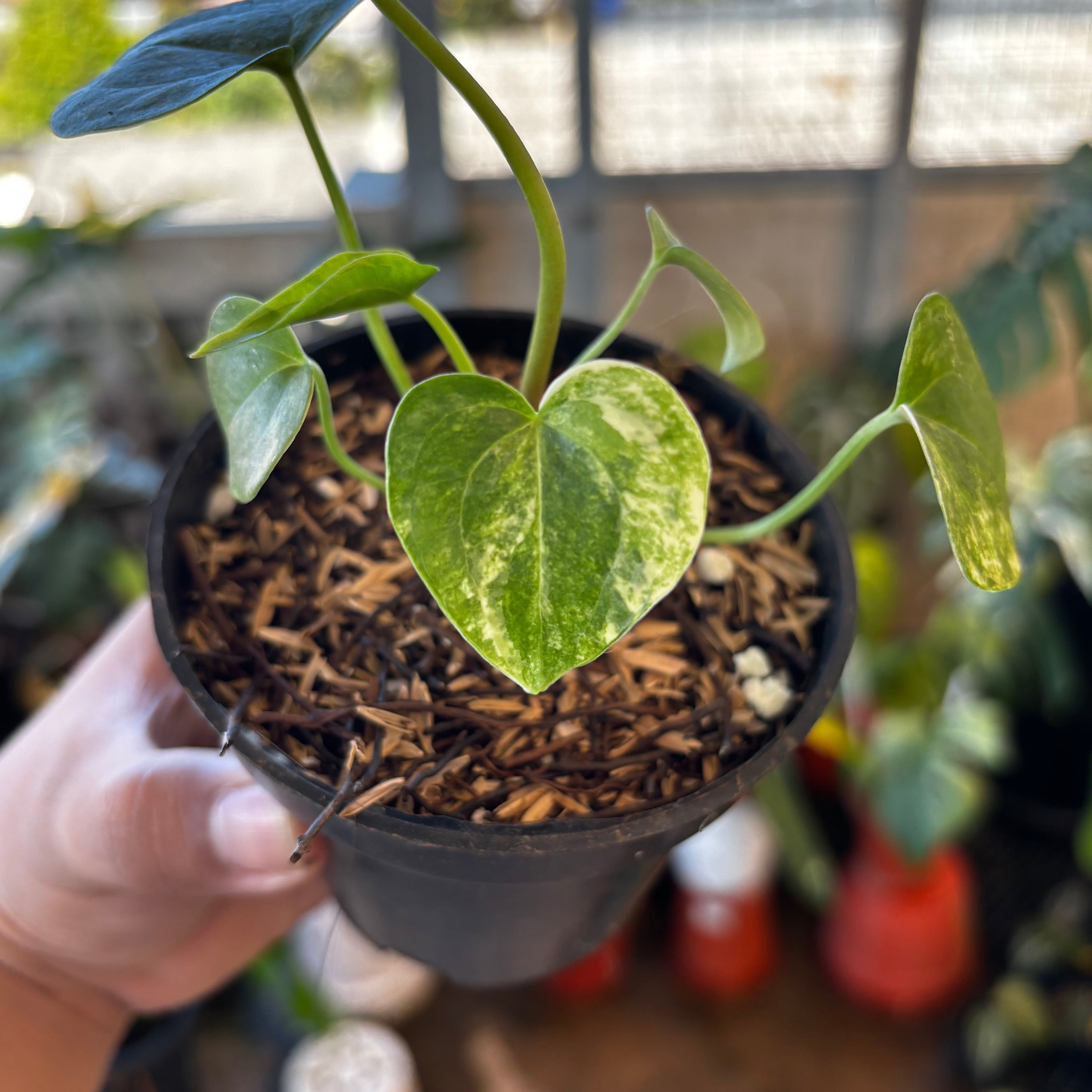 RP048-7 Anthurium Clarinervium Seed Variegated