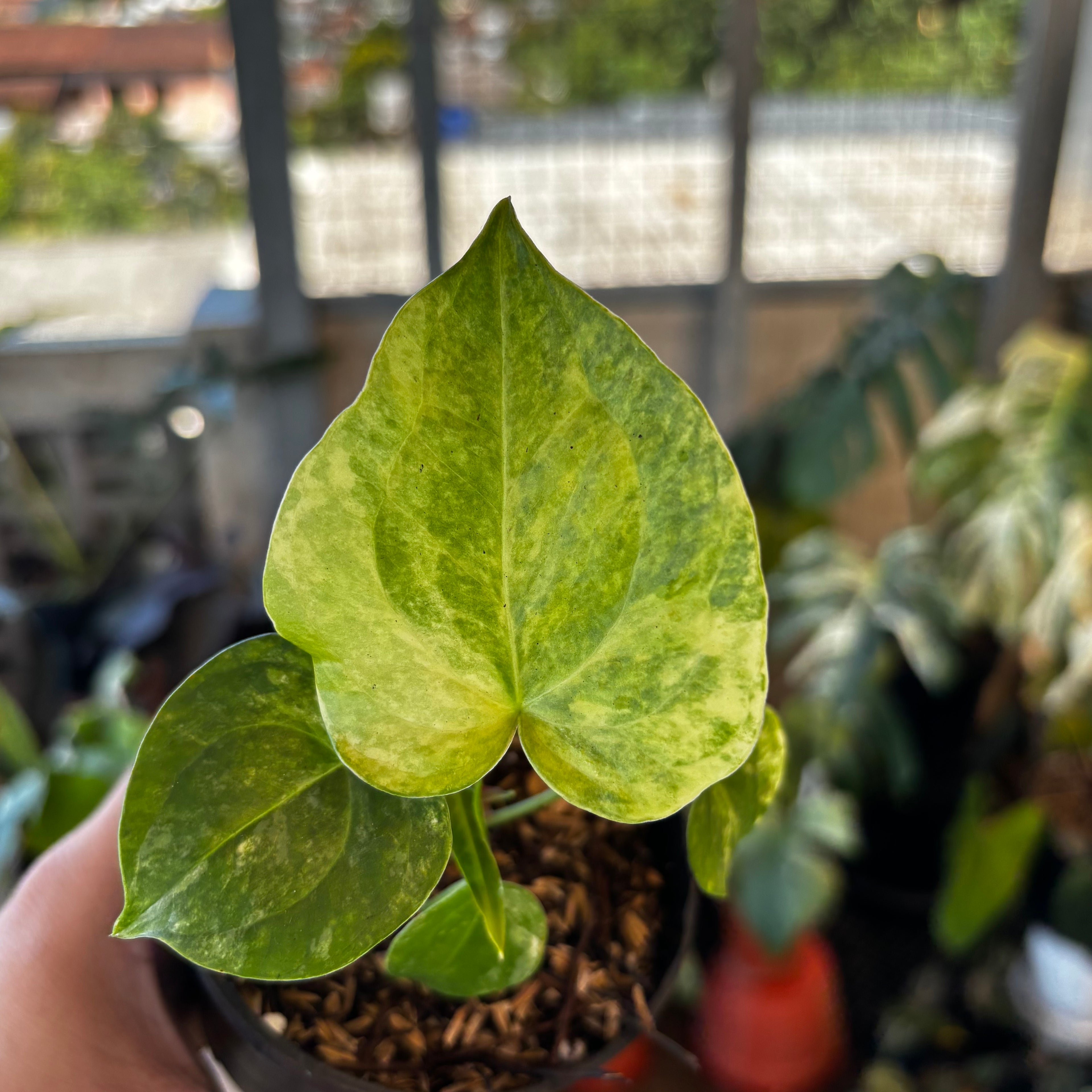 RP048-7 Anthurium Clarinervium Seed Variegated