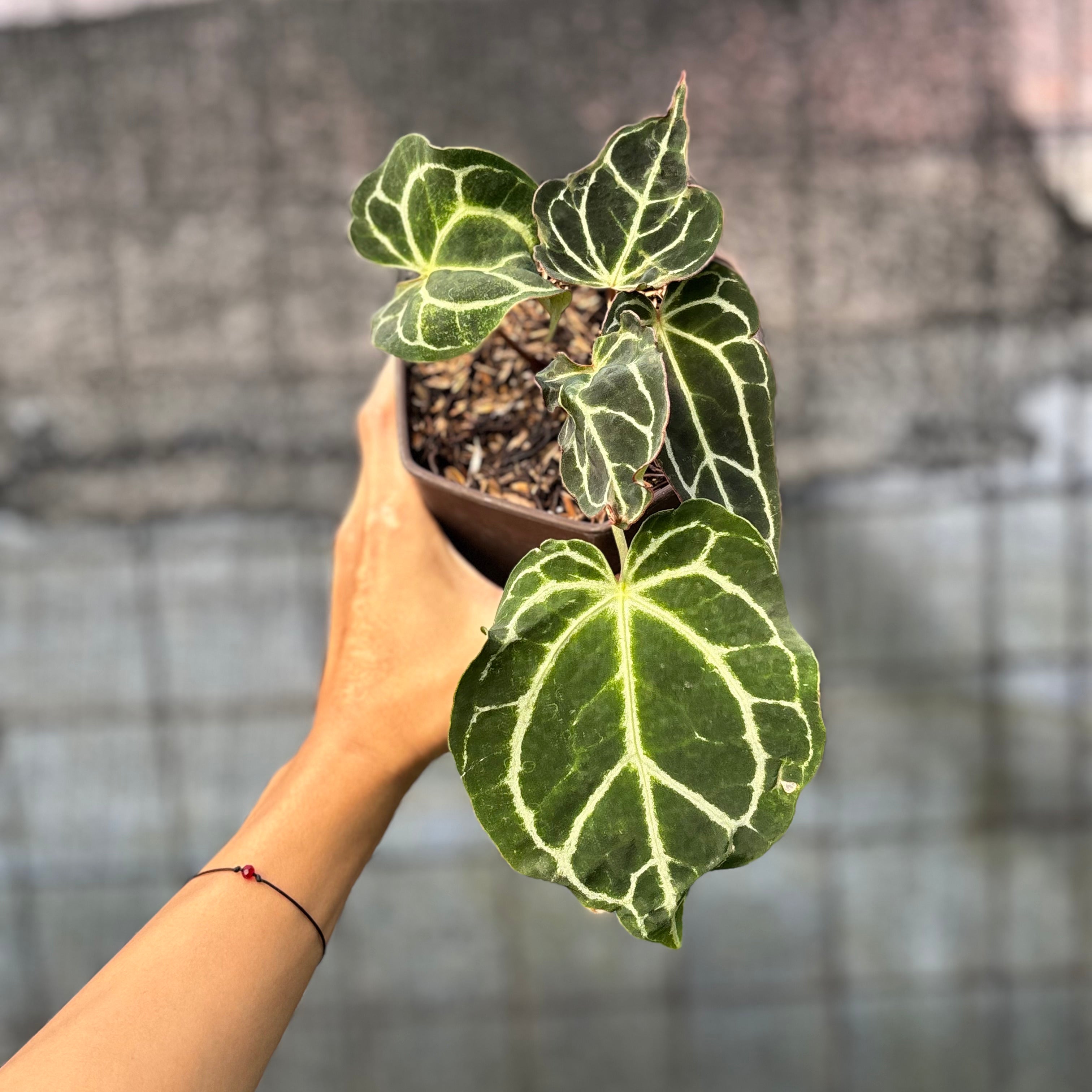 Anthurium Crystallinum Orochi - Greenspaces.id
