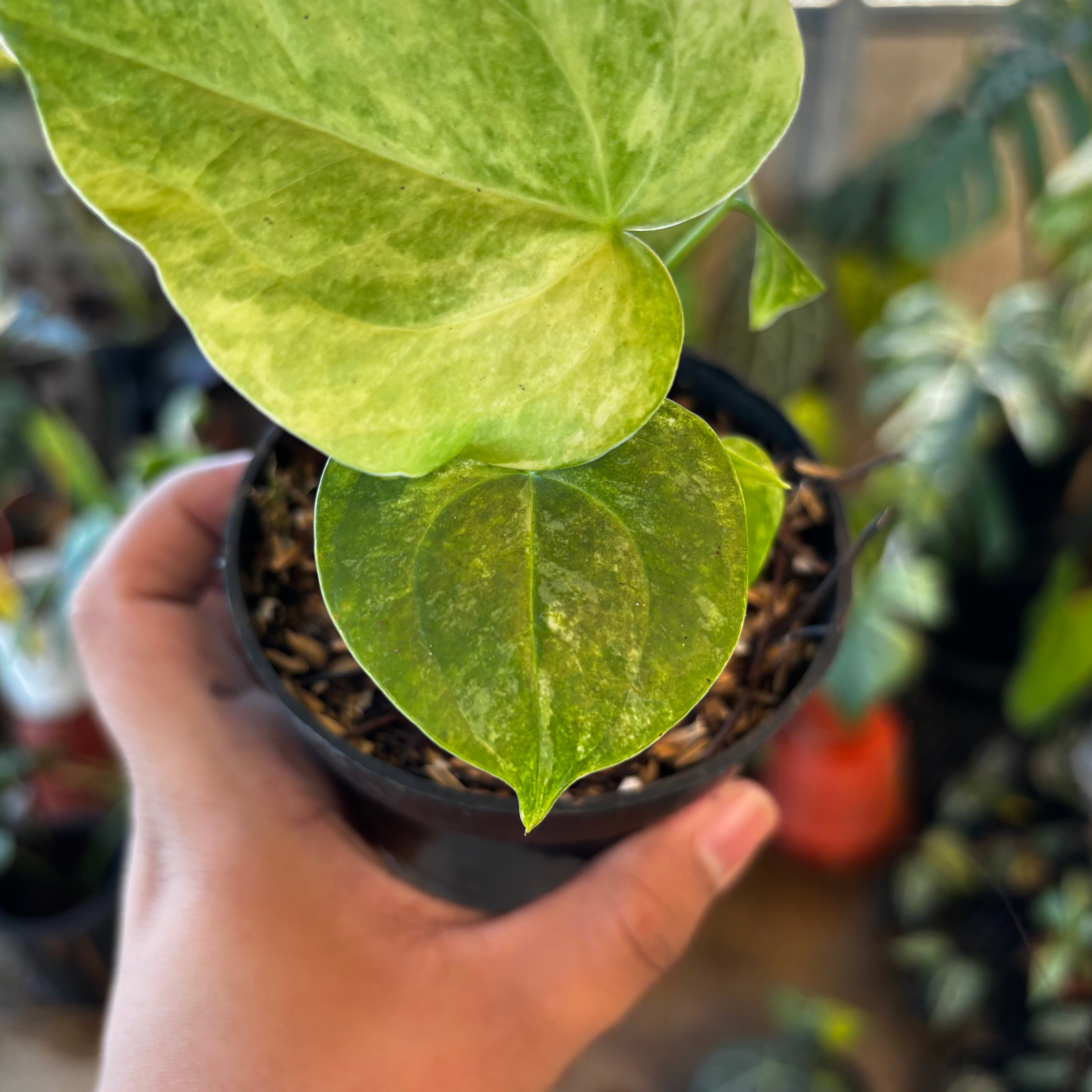 RP048-7 Anthurium Clarinervium Seed Variegated