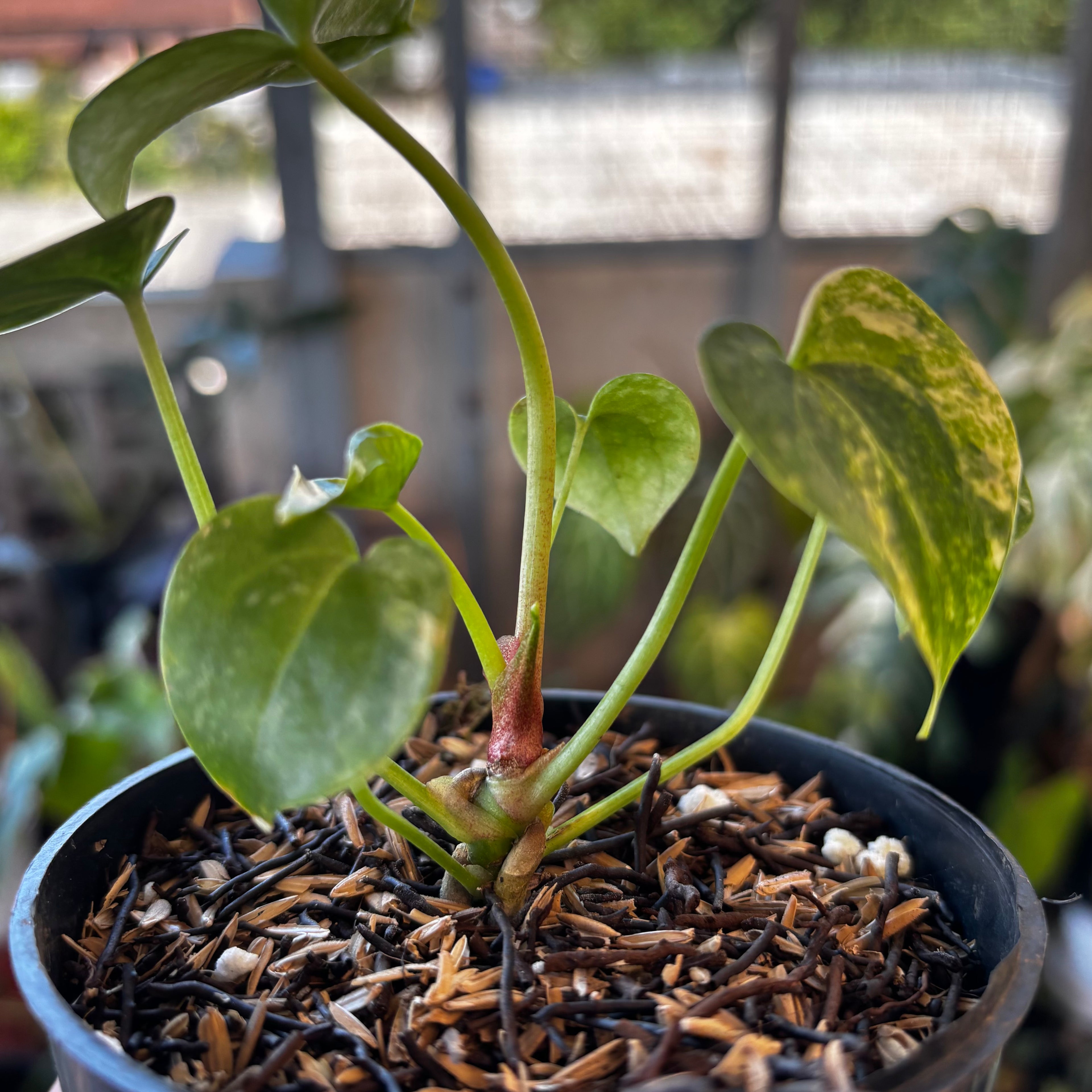 RP048-7 Anthurium Clarinervium Seed Variegated