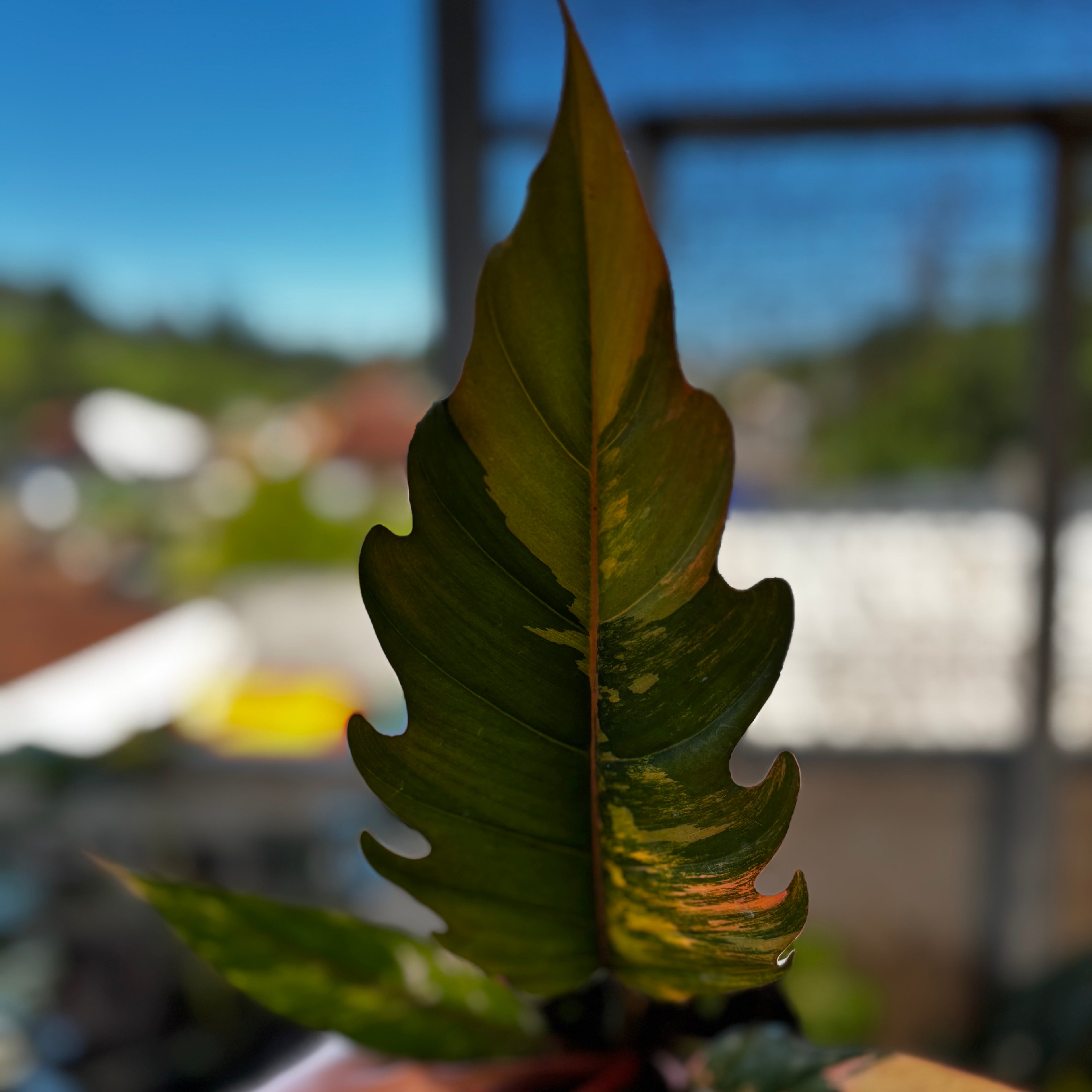 RP050-7 Philodendron Caramel Marble