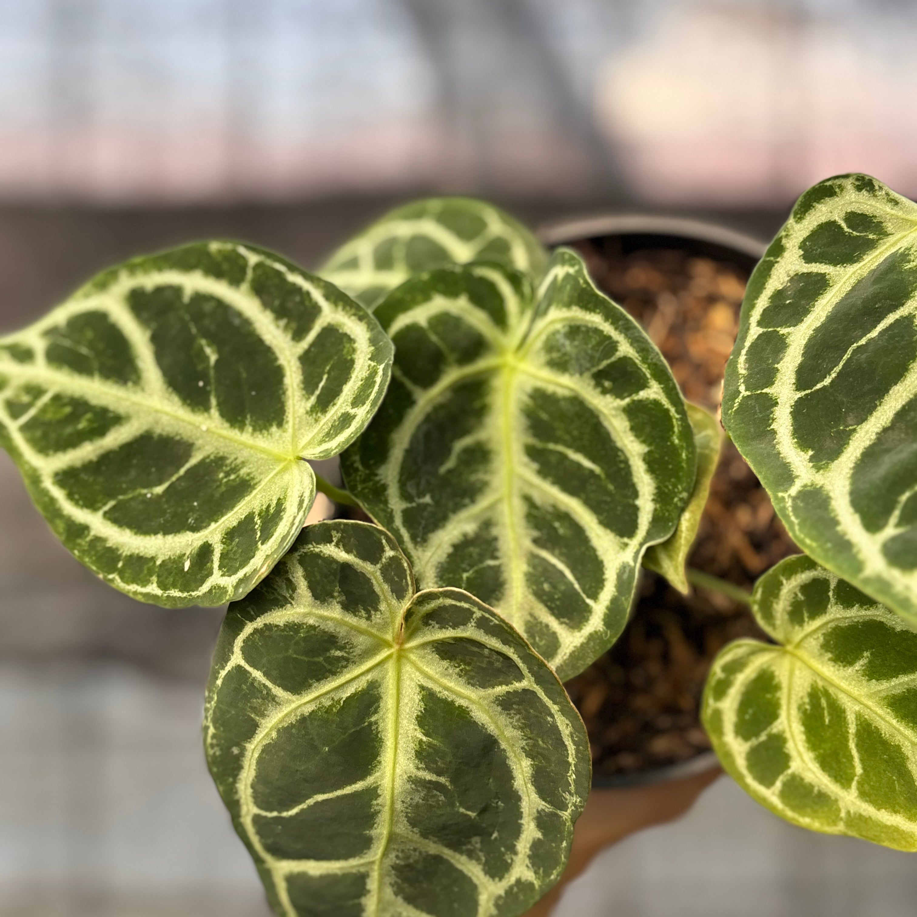 RP7-6 Anthurium Dorayaki Hybrid