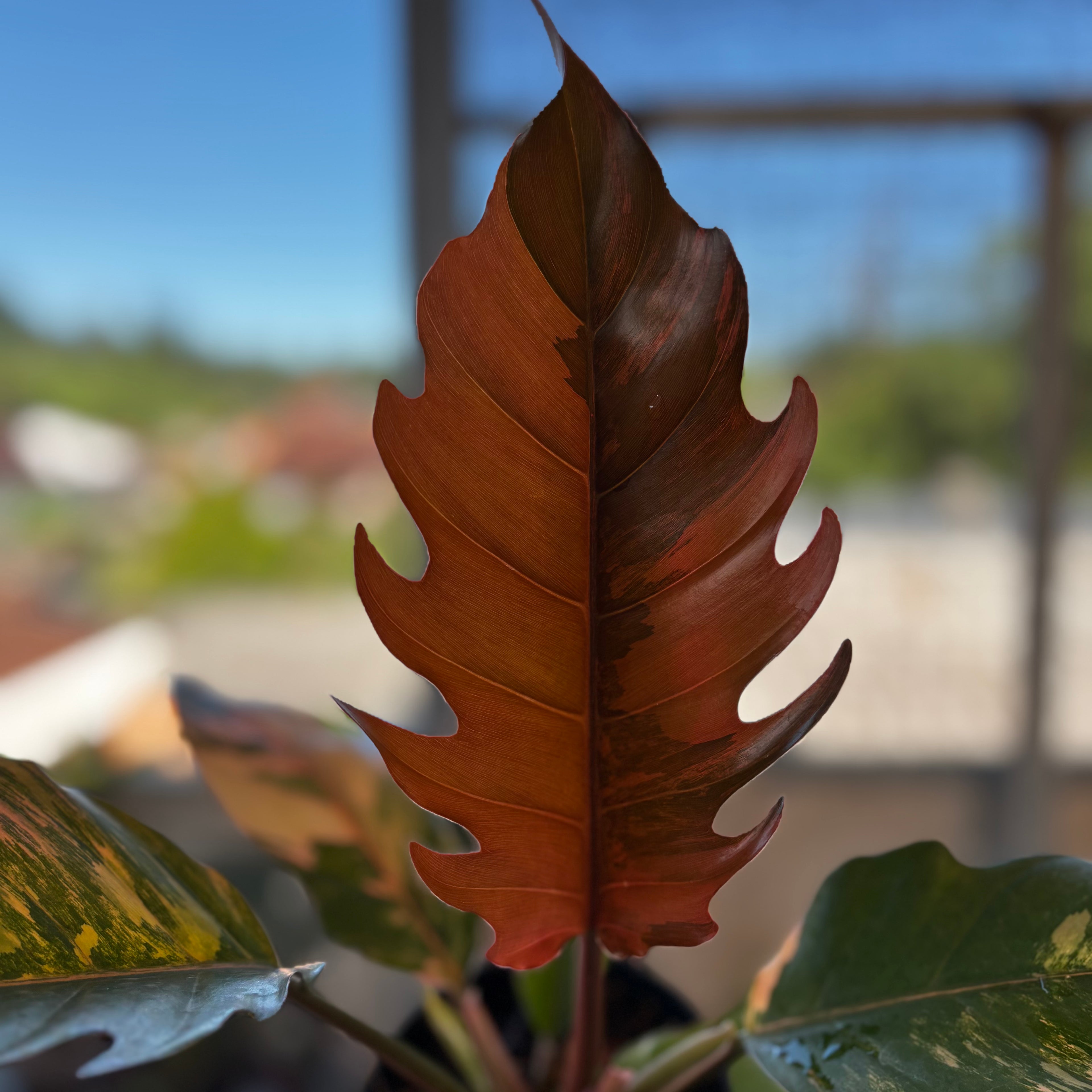 RP050-7 Philodendron Caramel Marble