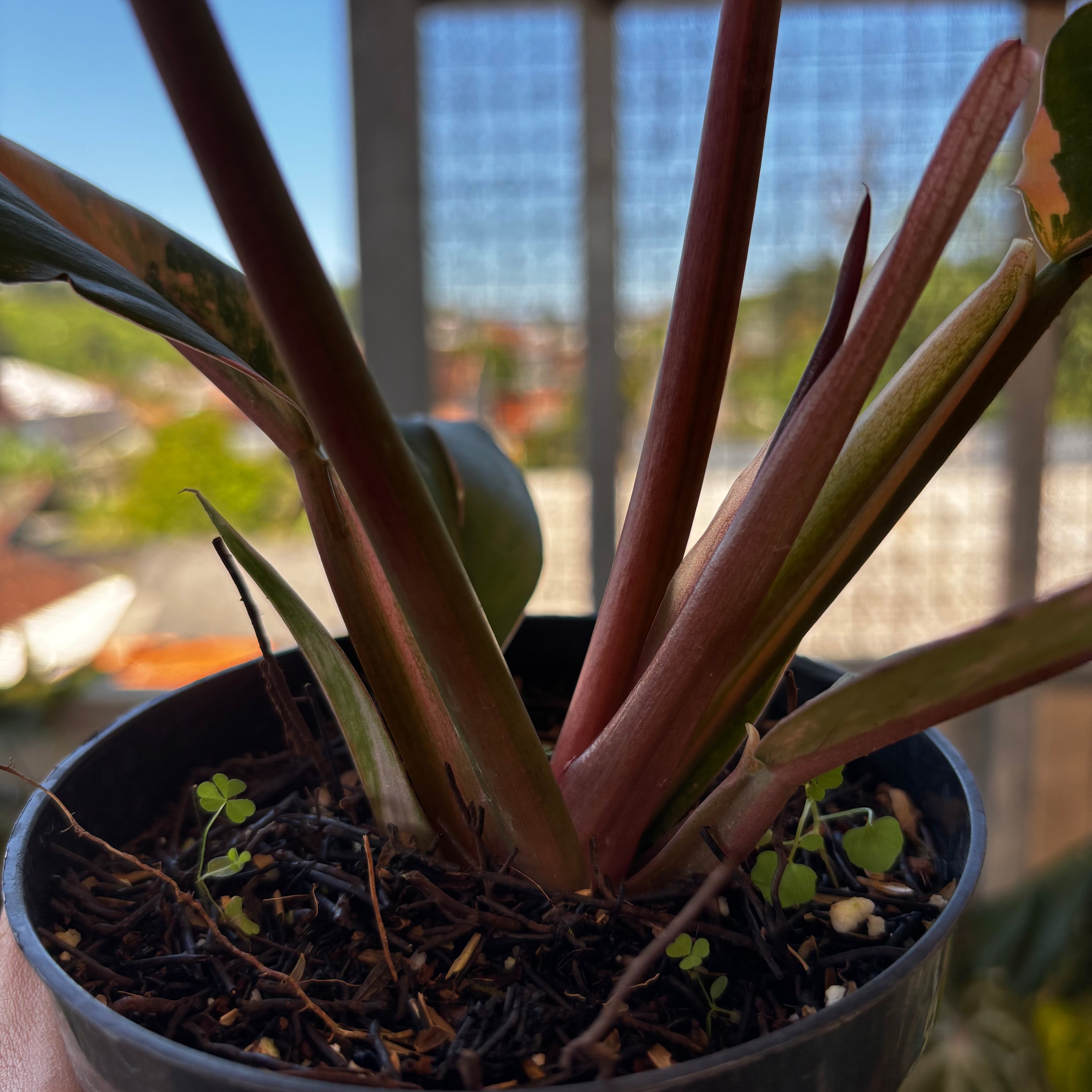 RP050-7 Philodendron Caramel Marble
