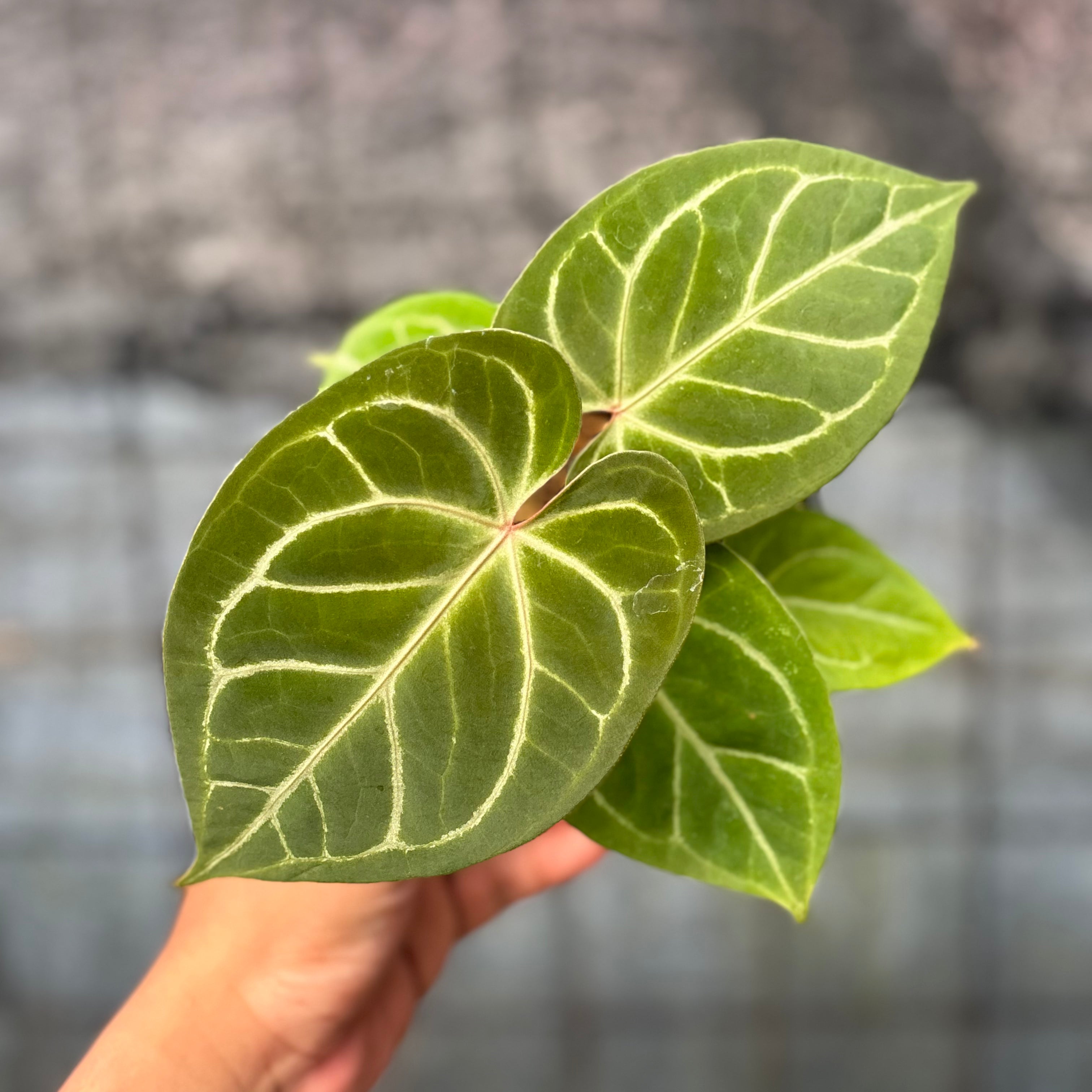 RP8-6 Anthurium HU x Red Crystallinum