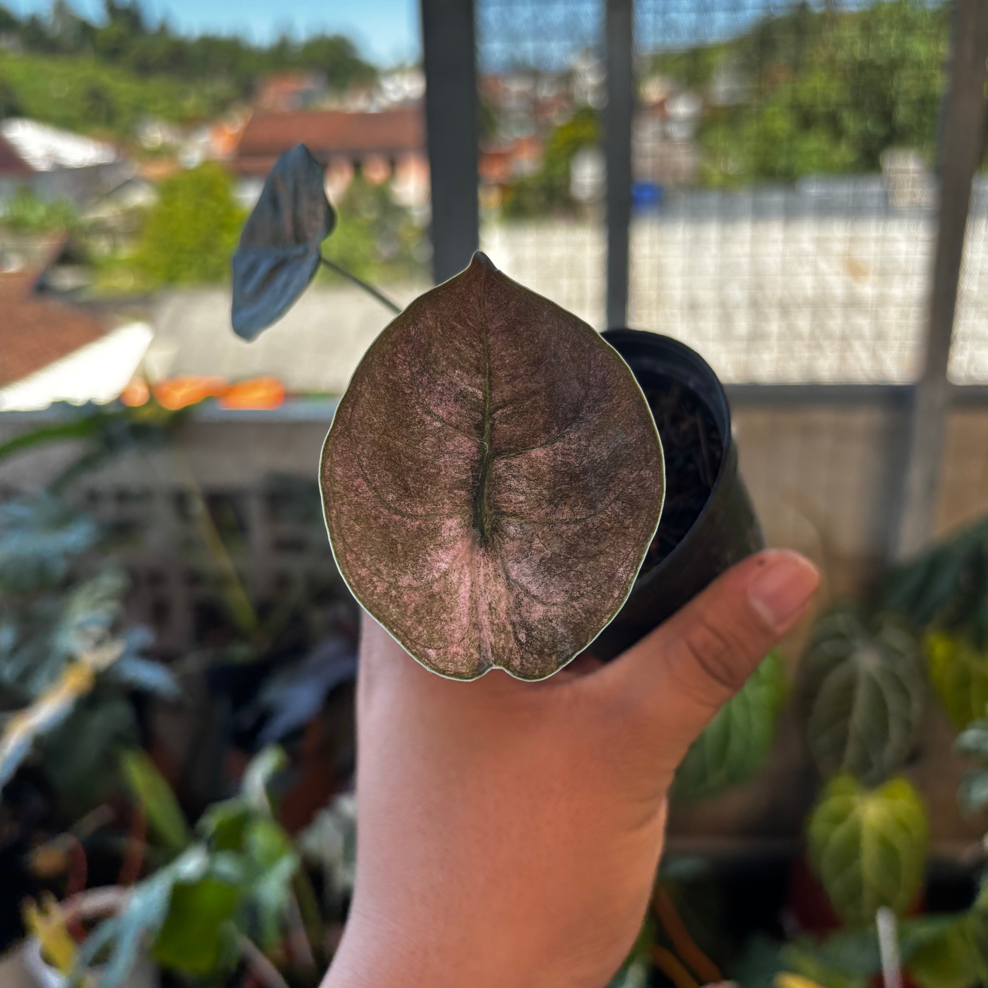 RP051-7 Alocasia Cuprea Variegated