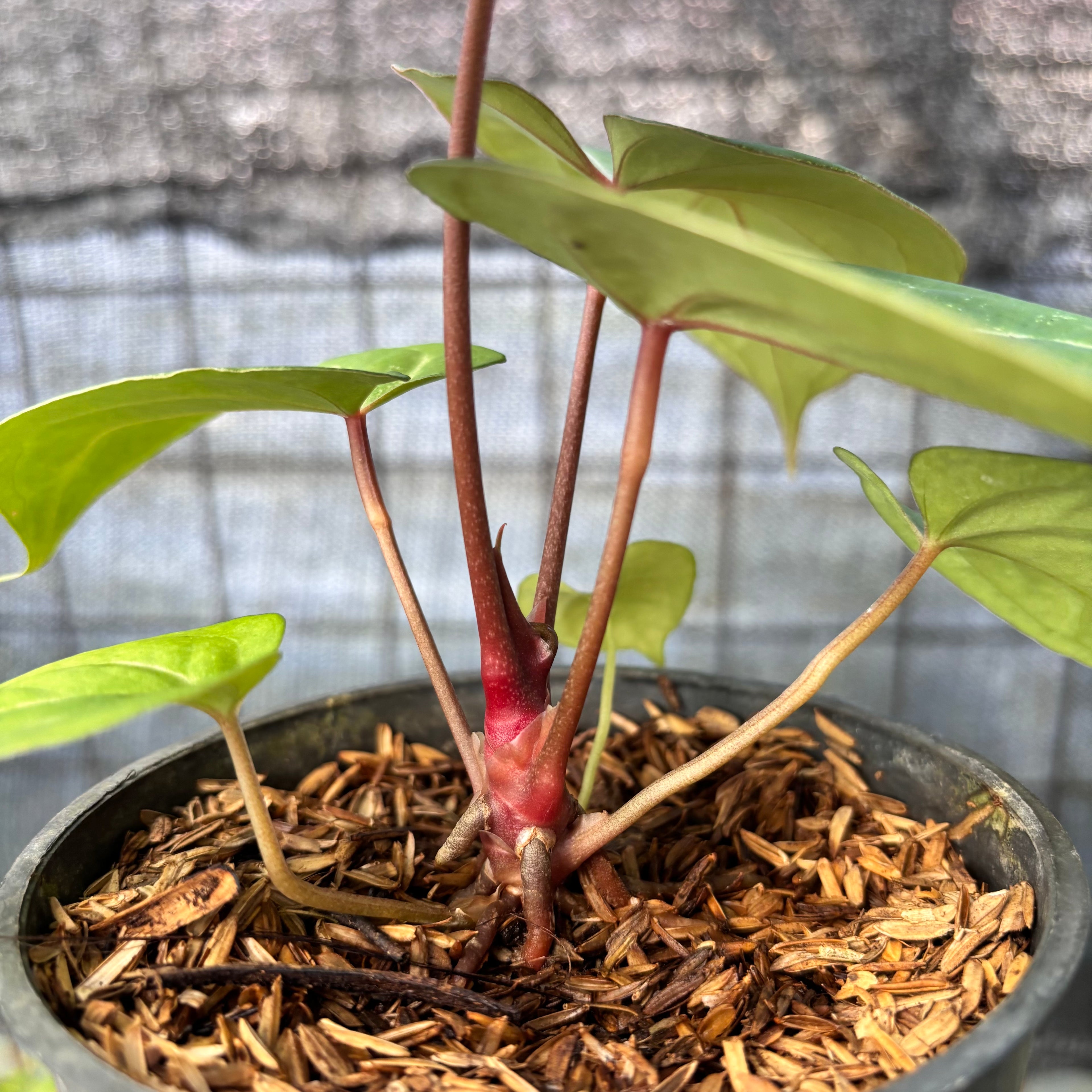 RP8-6 Anthurium HU x Red Crystallinum