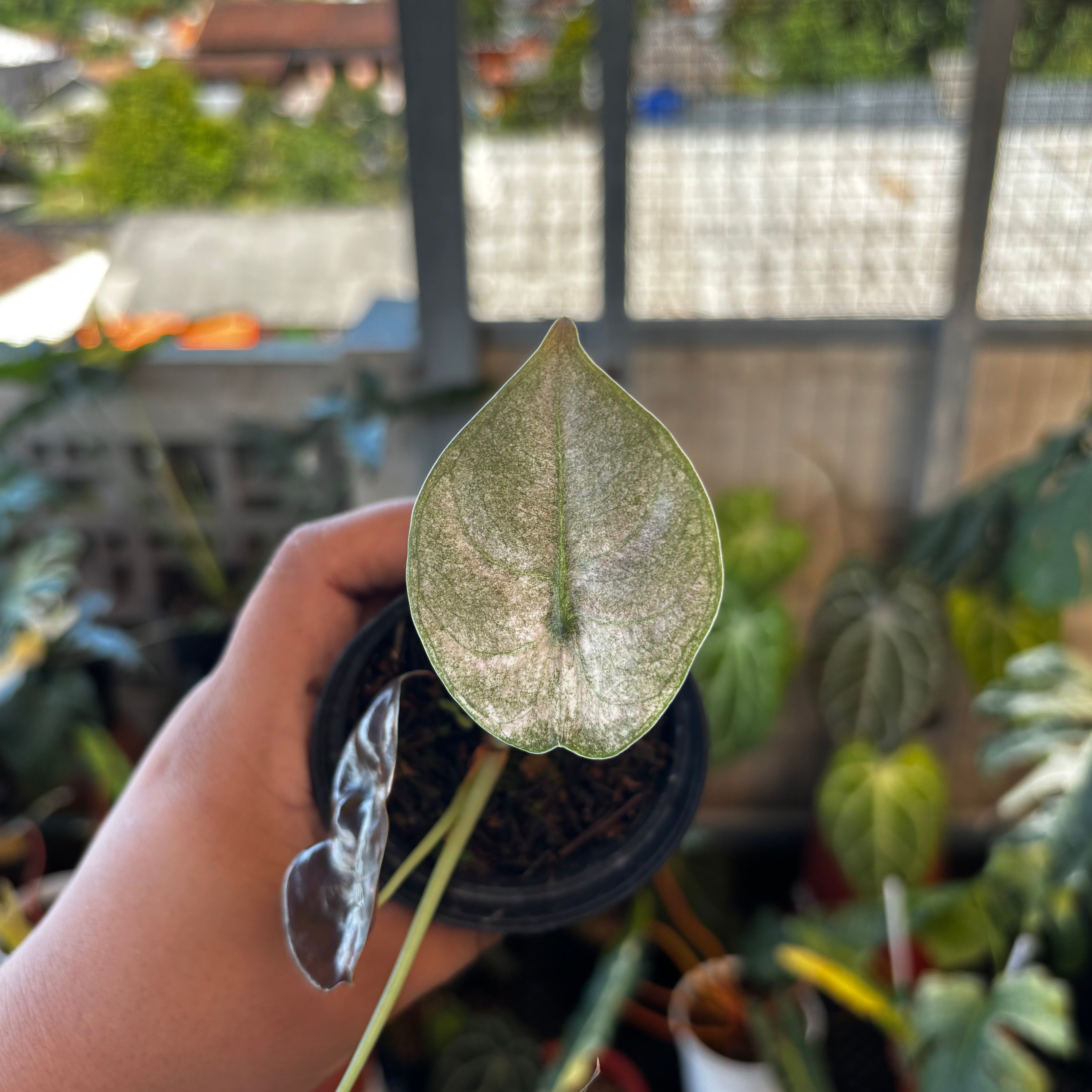 RP051-7 Alocasia Cuprea Variegated