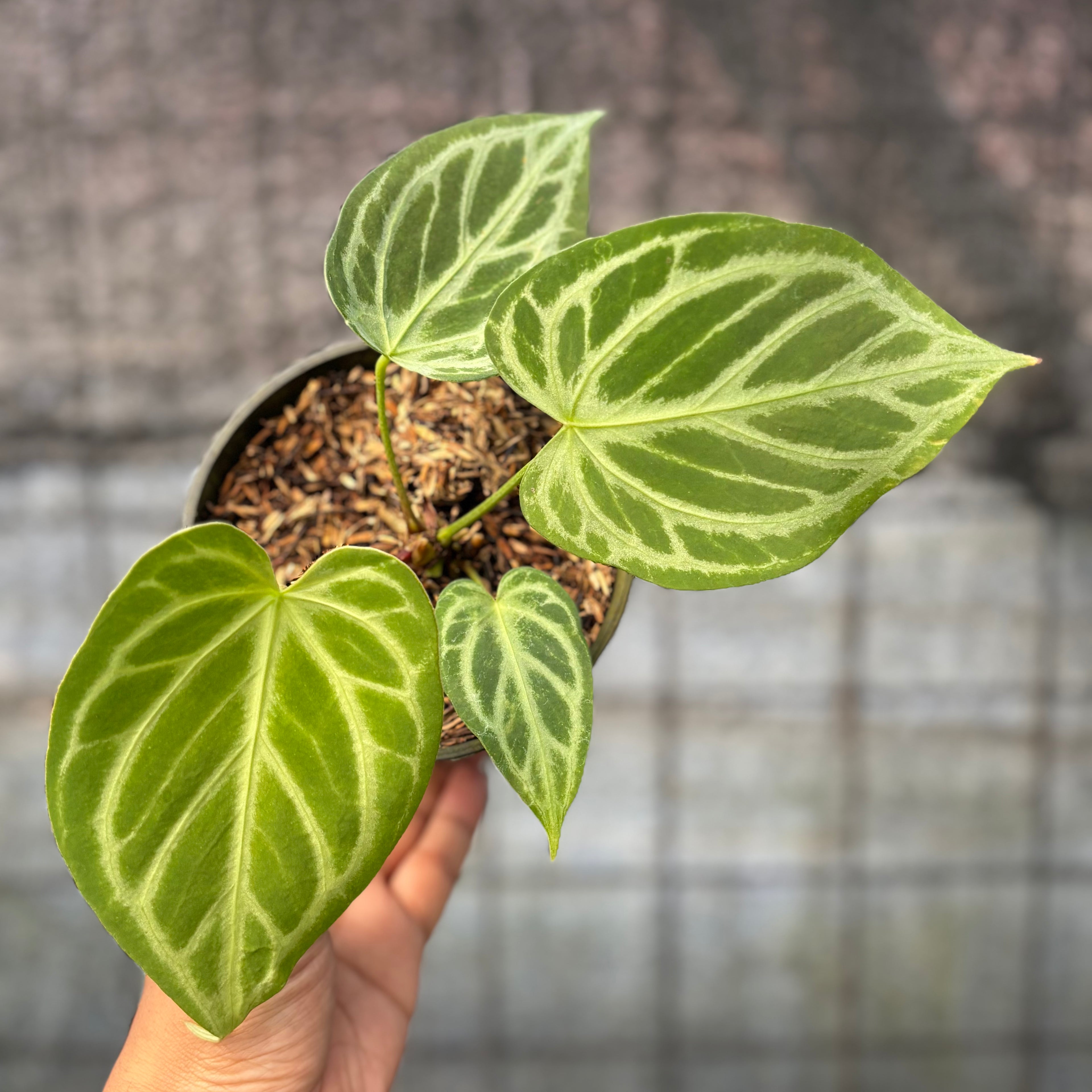 RP9-6 Anthurium Cristallinum Hybrid