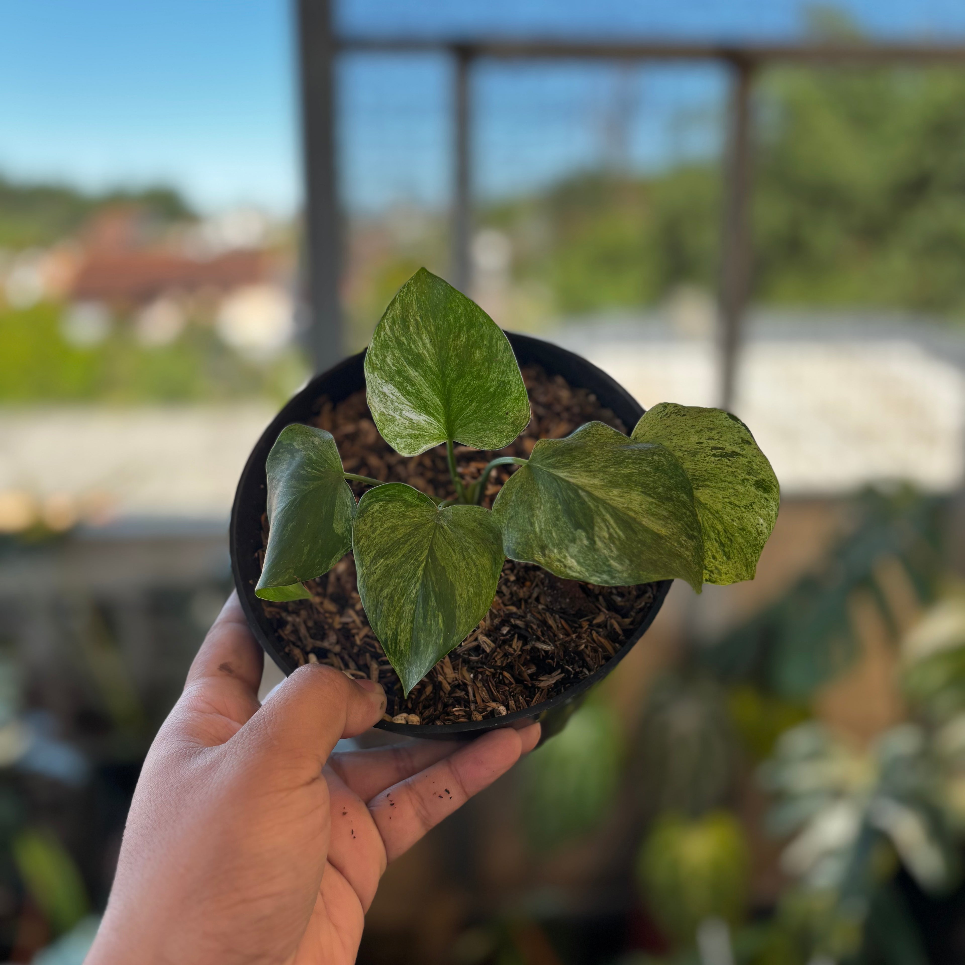RP052-7 Homalomena Pendula Variegated