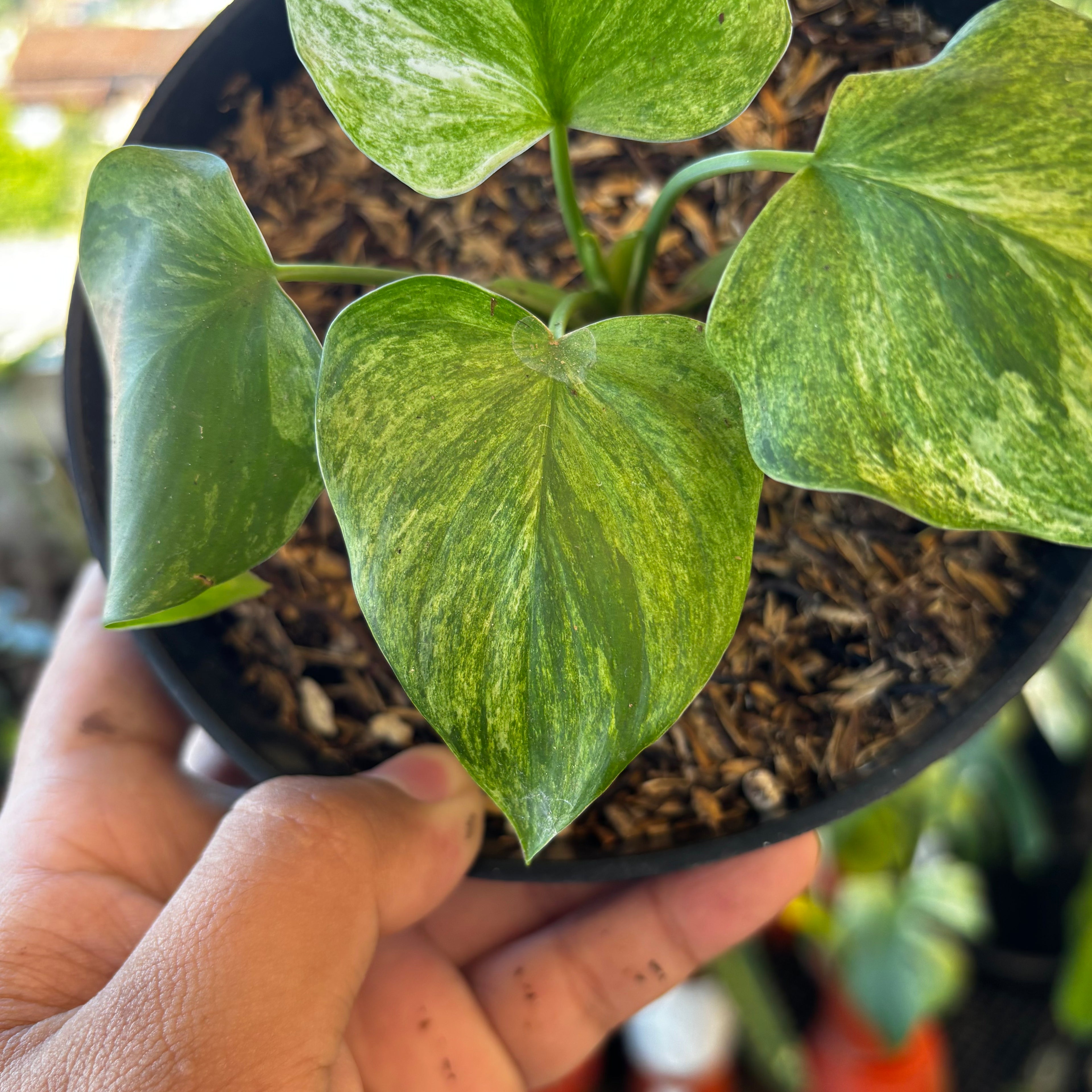 RP052-7 Homalomena Pendula Variegated