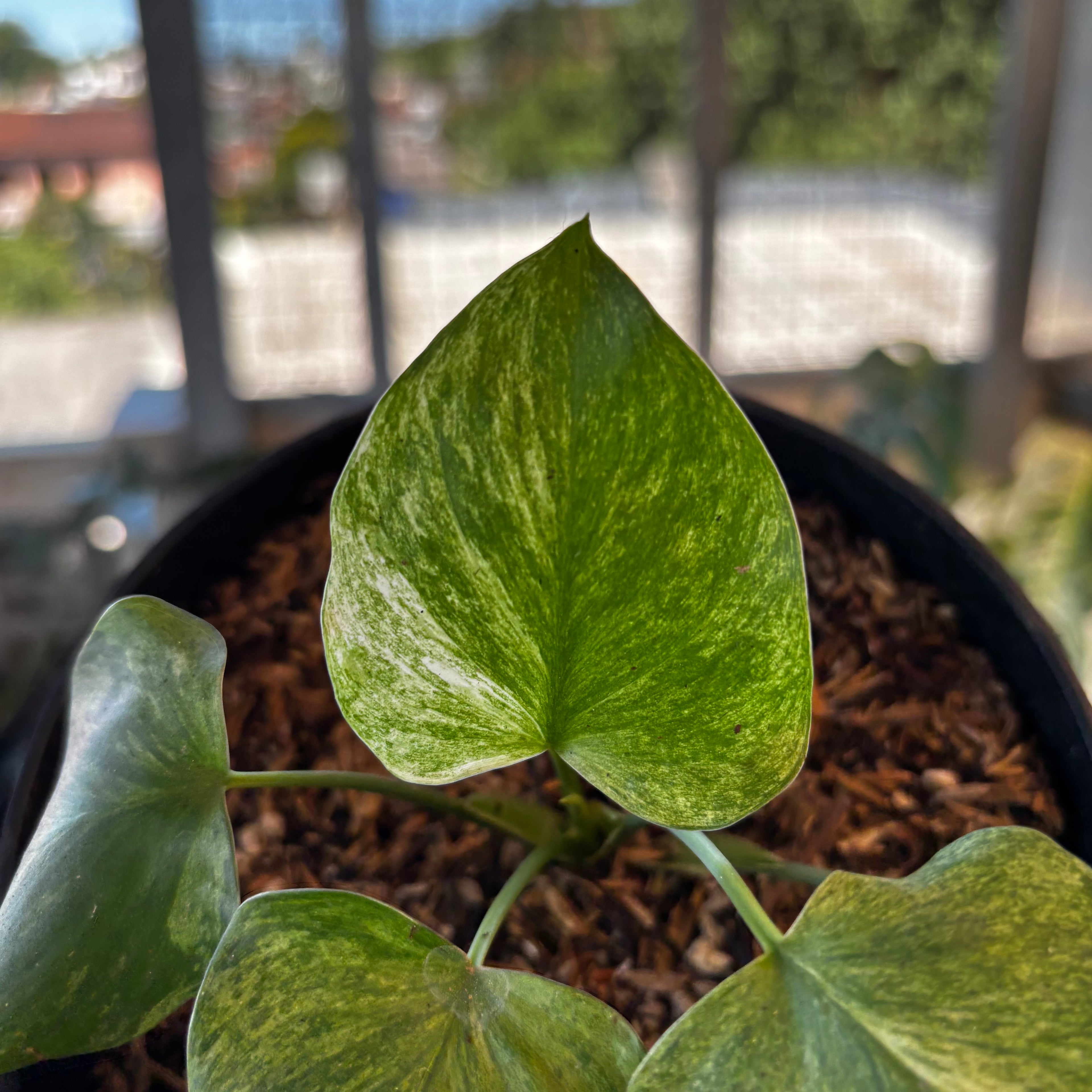 RP052-7 Homalomena Pendula Variegated