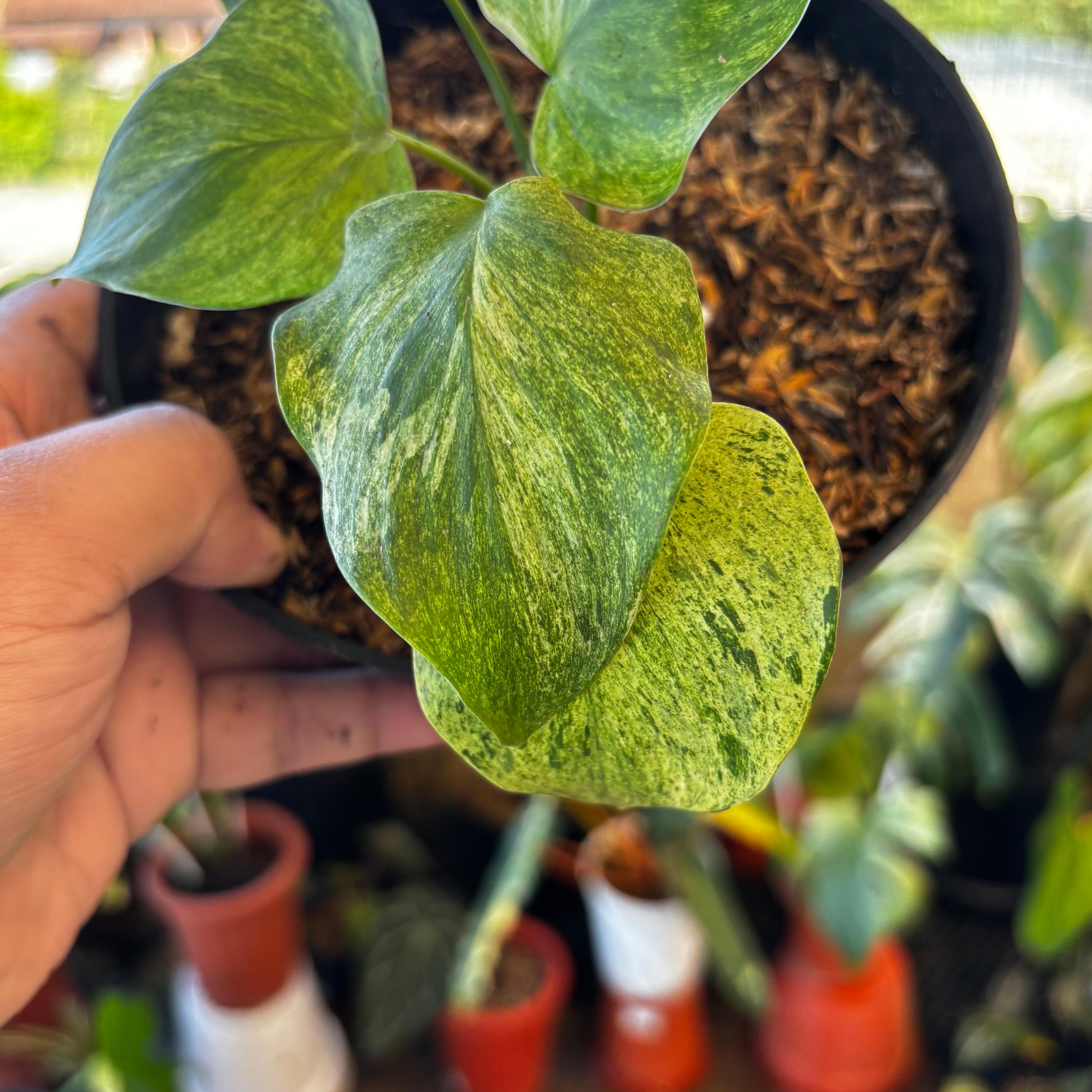 RP052-7 Homalomena Pendula Variegated