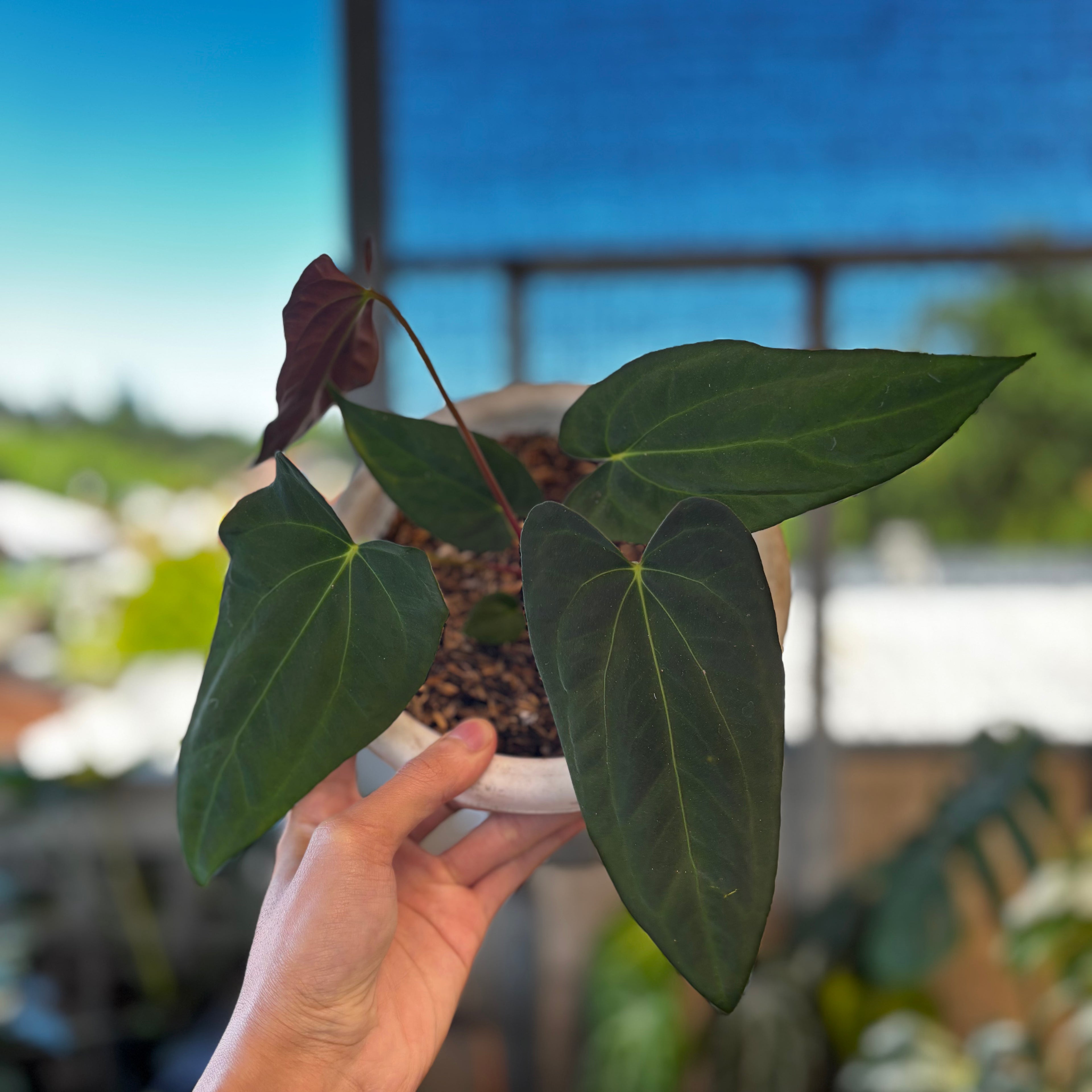 RP053-7 Anthurium Fort Sherman Seed