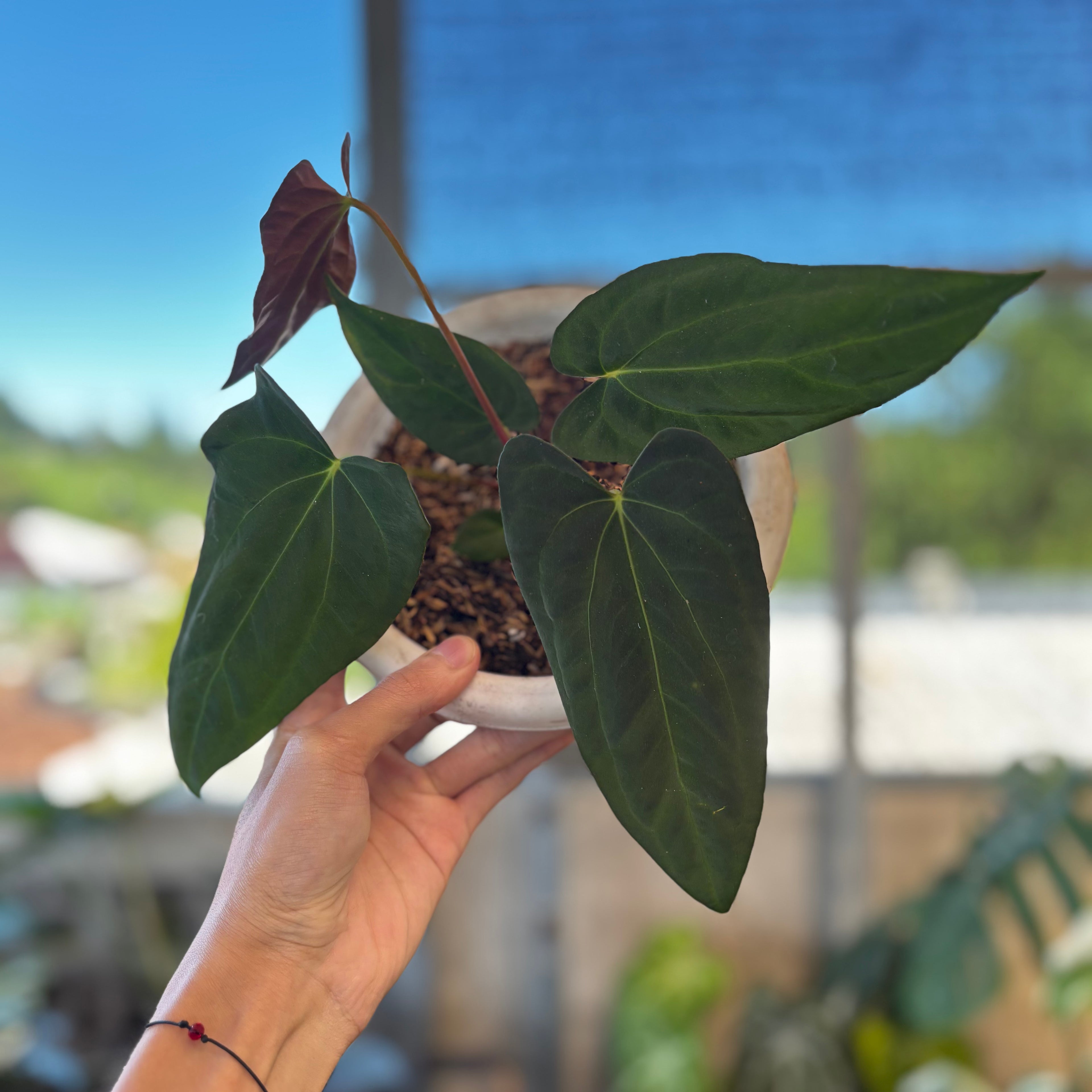 RP053-7 Anthurium Fort Sherman Seed