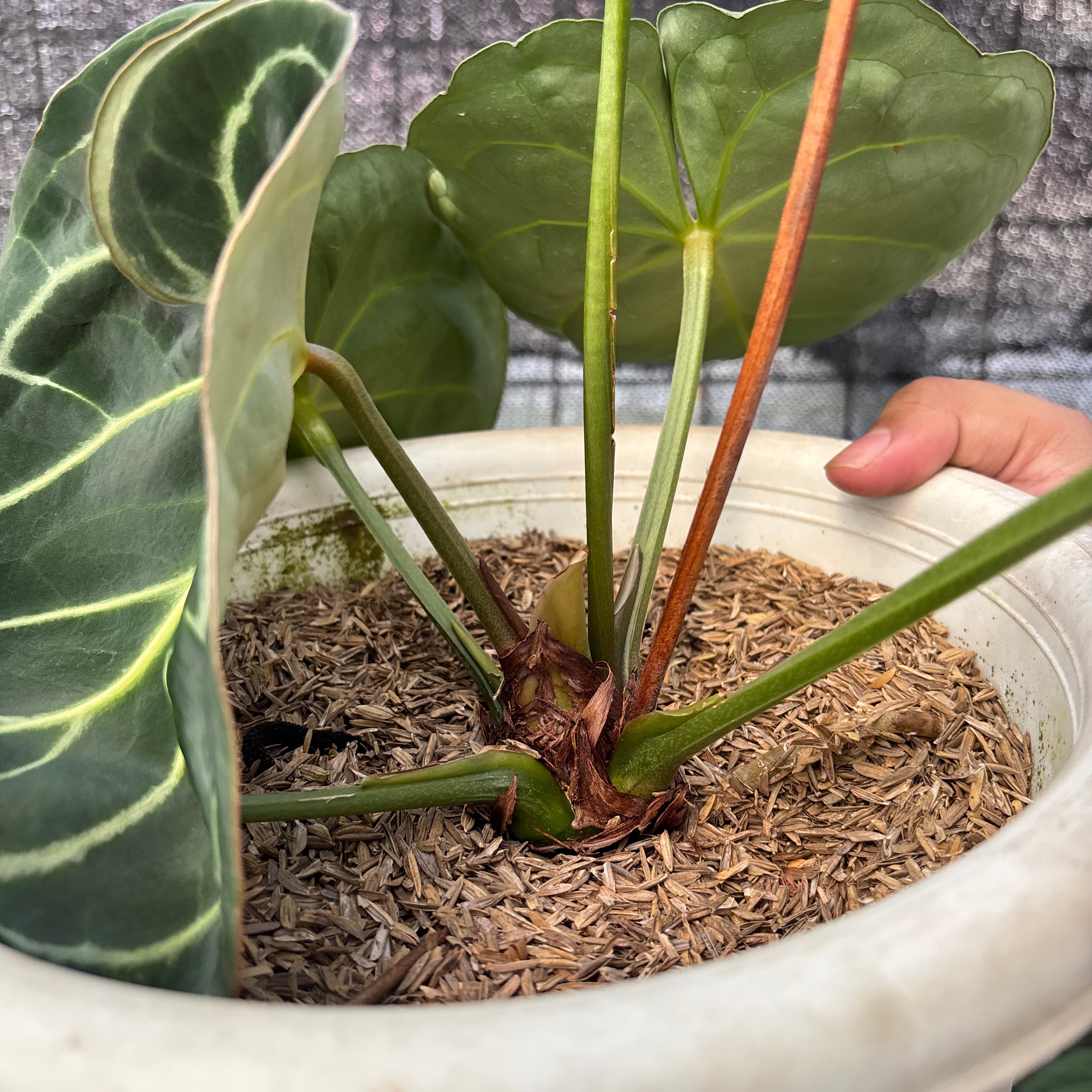 RP11-6 Anthurium Dressleri x Magnificum