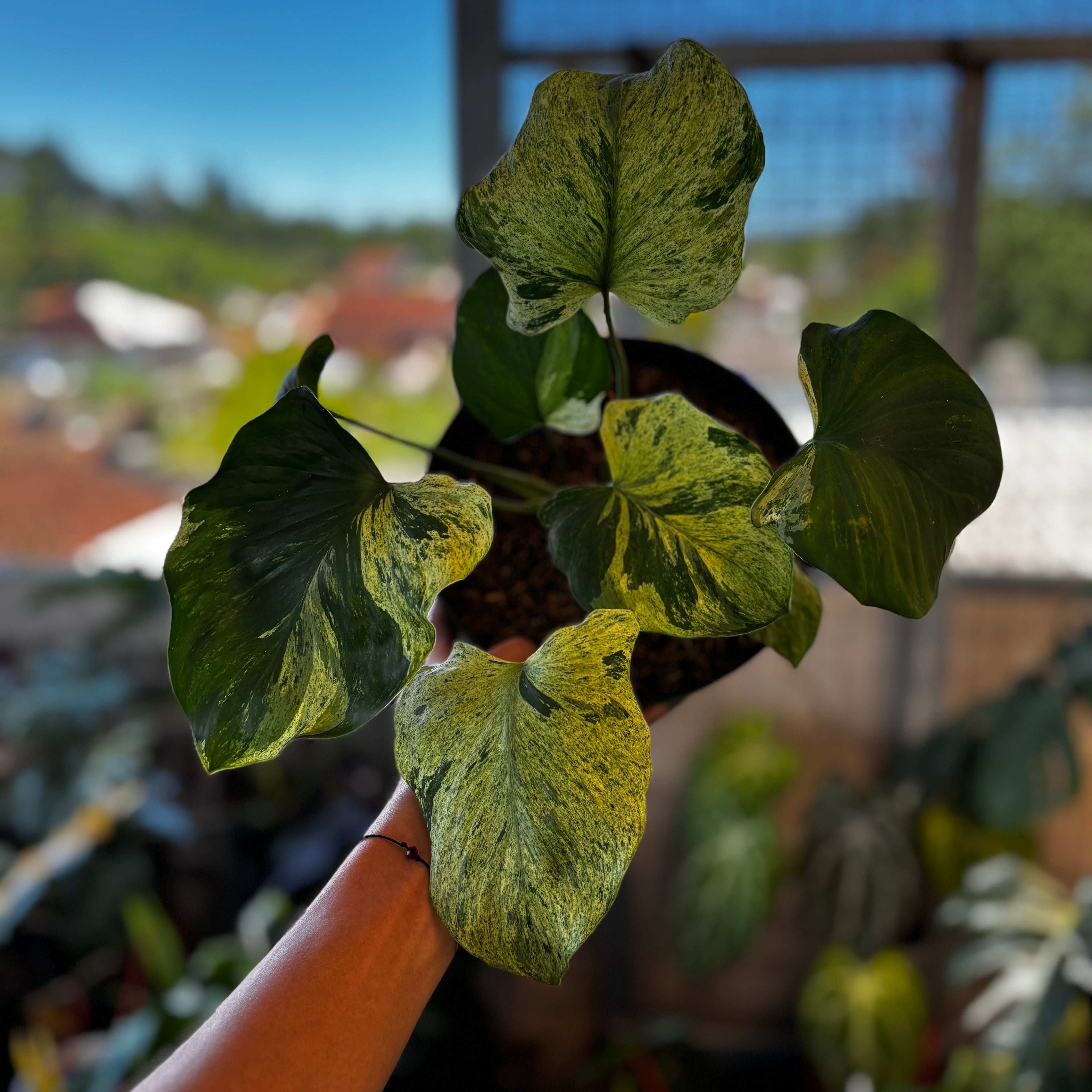 RP054-7 Homalomena Pendula Variegated