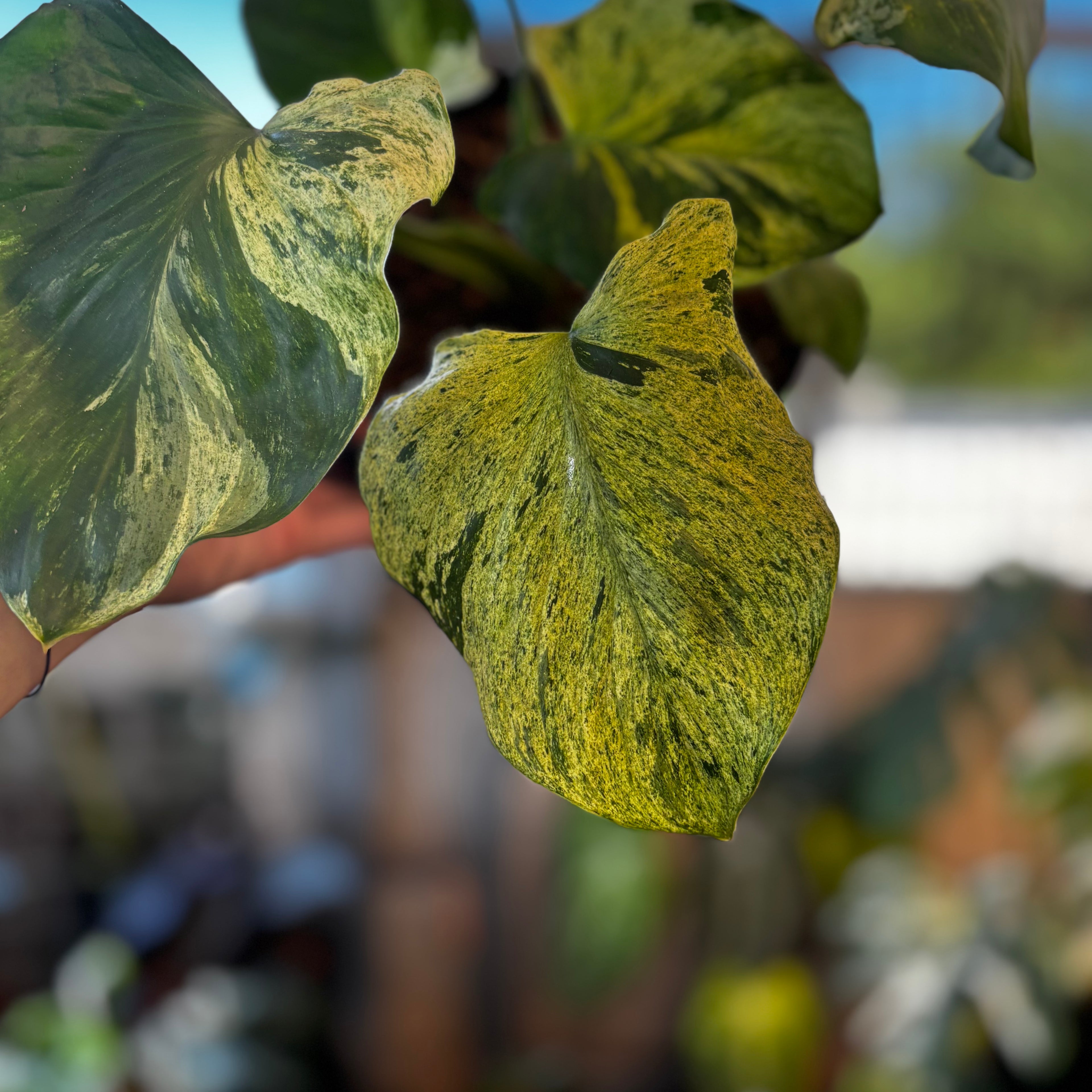 RP054-7 Homalomena Pendula Variegated