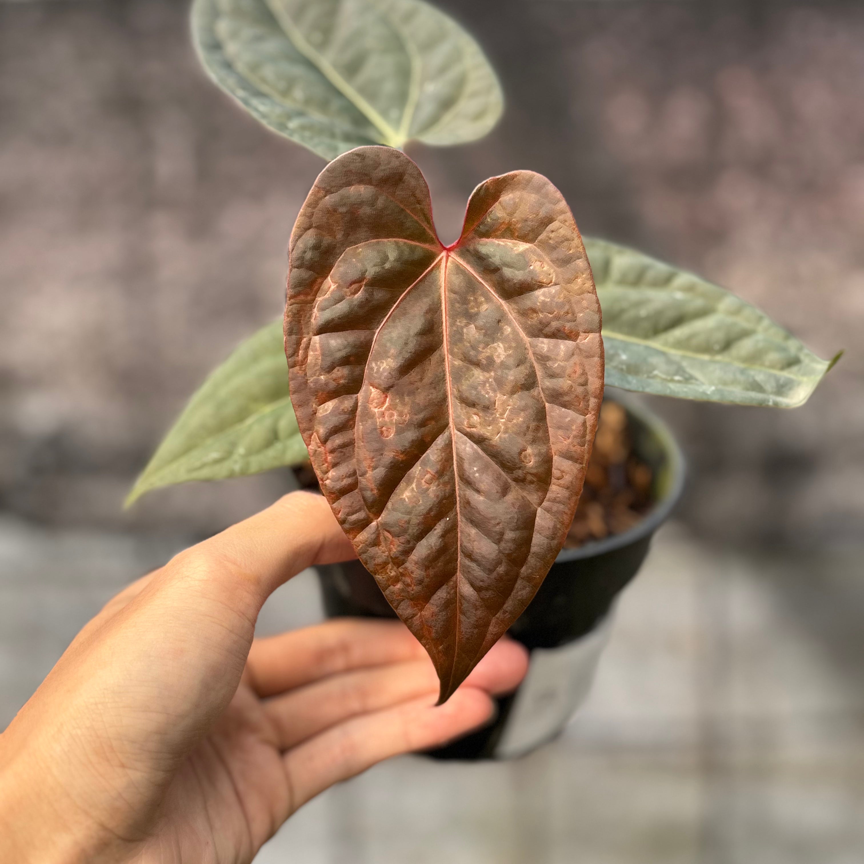 RP12-6 Anthurium Night Queen x Red Crystallinum