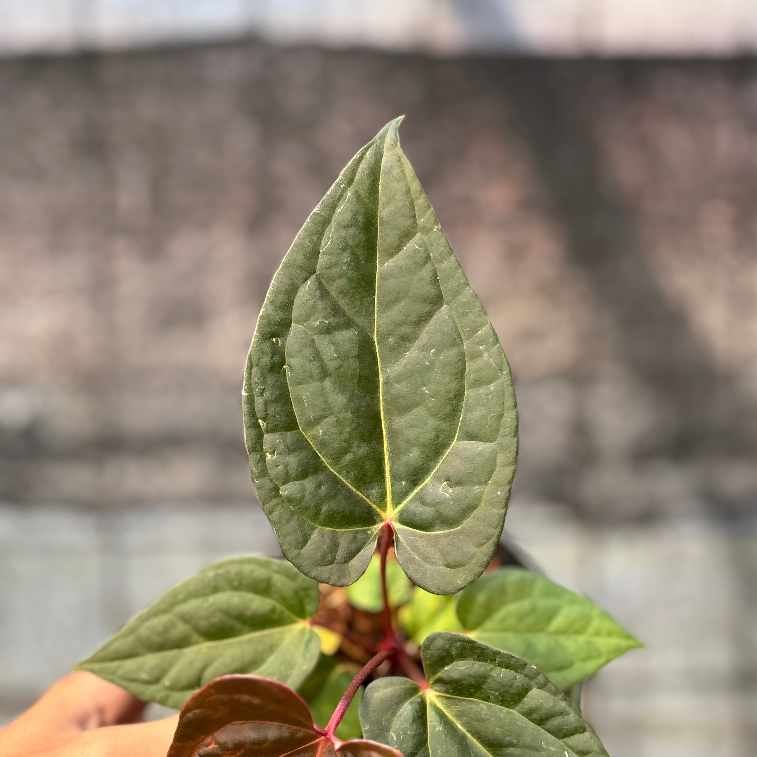 RP12-6 Anthurium Night Queen x Red Crystallinum
