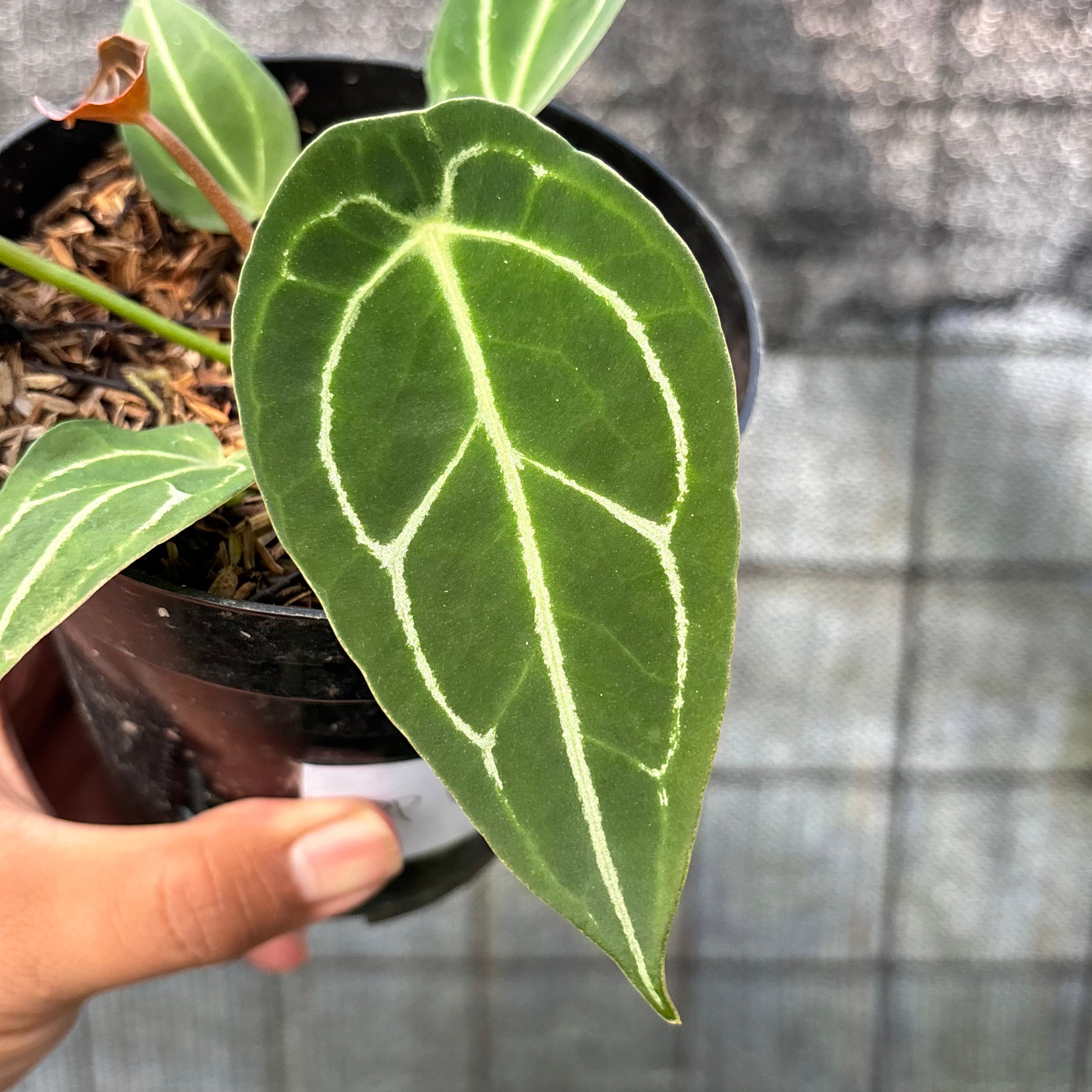 RP14-6 Anthurium Red Spider