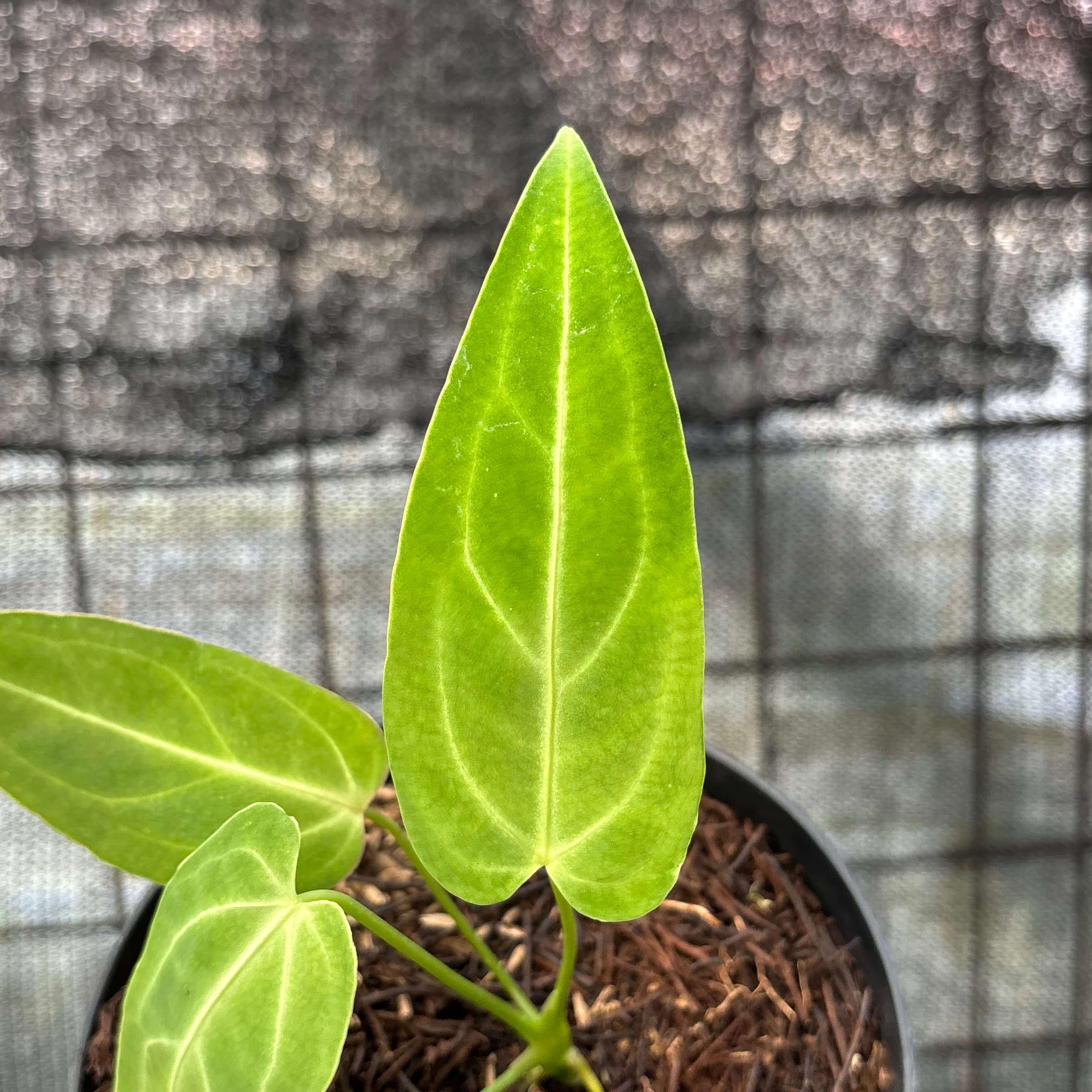 RP15-6 Anthurium Dark Mama