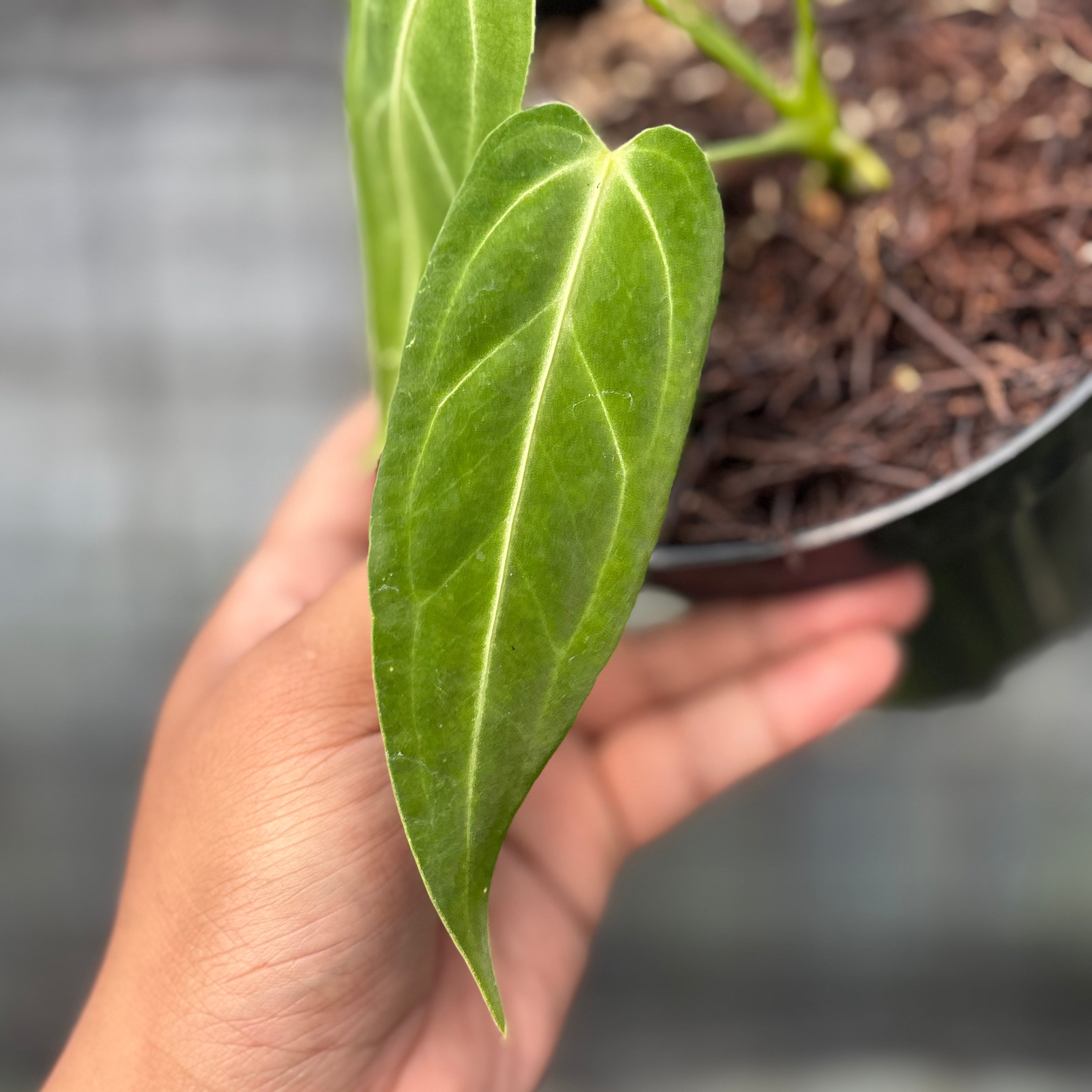 RP15-6 Anthurium Dark Mama