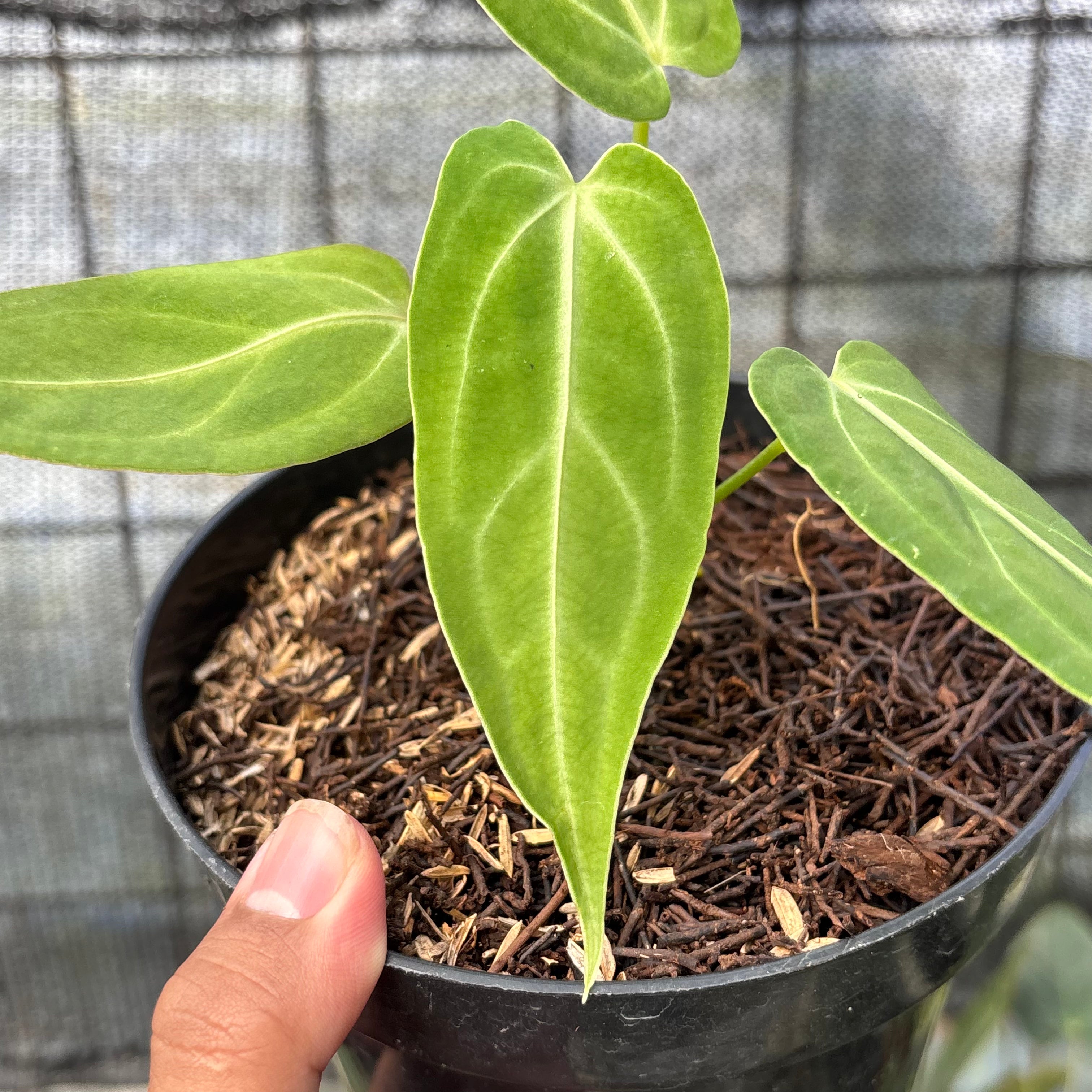 RP15-6 Anthurium Dark Mama