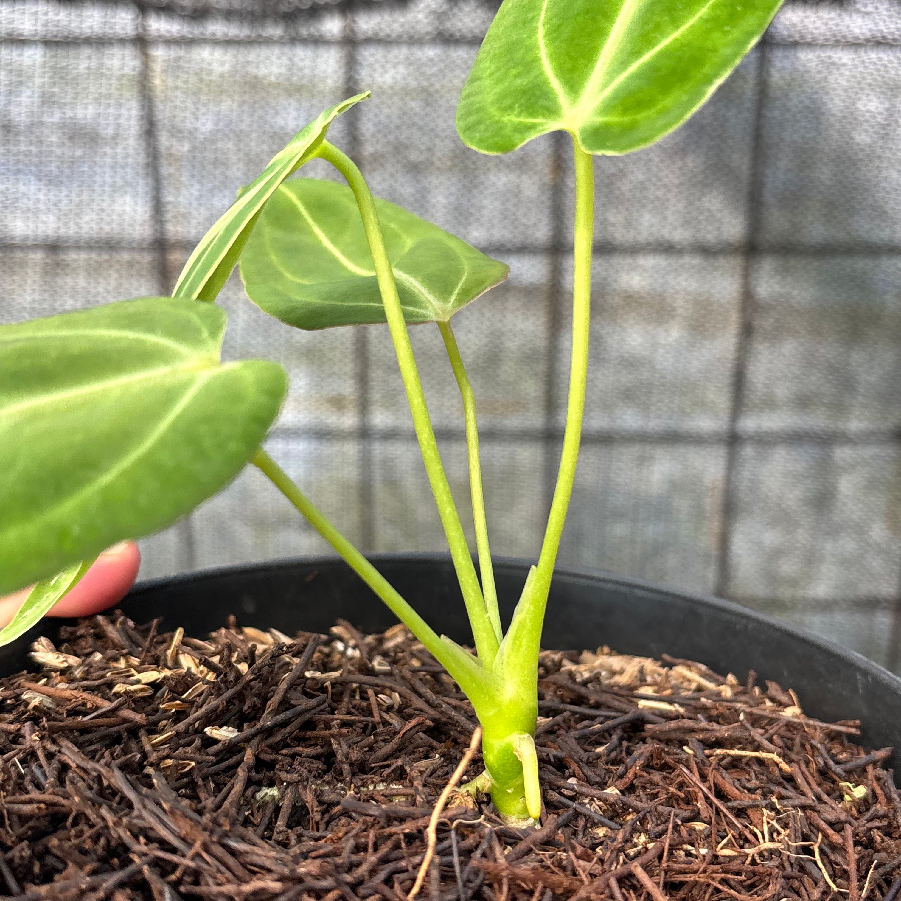 RP15-6 Anthurium Dark Mama