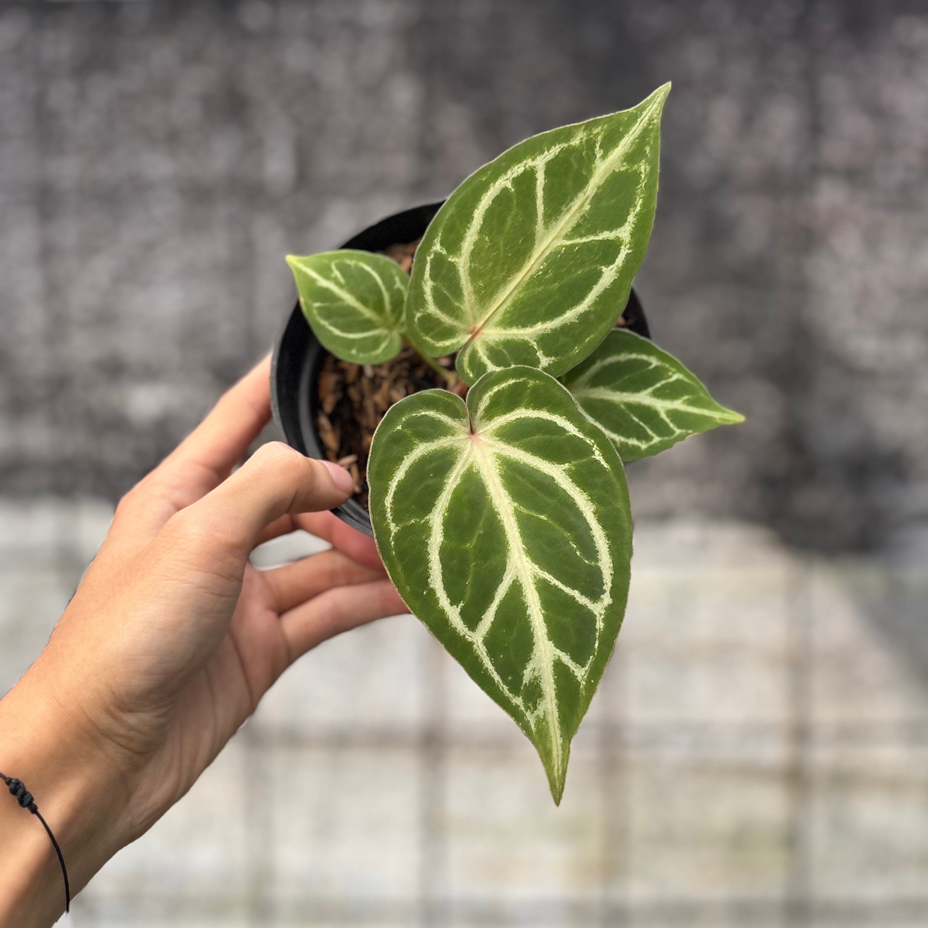RP18-6 Anthurium HU x Red Crystallinum