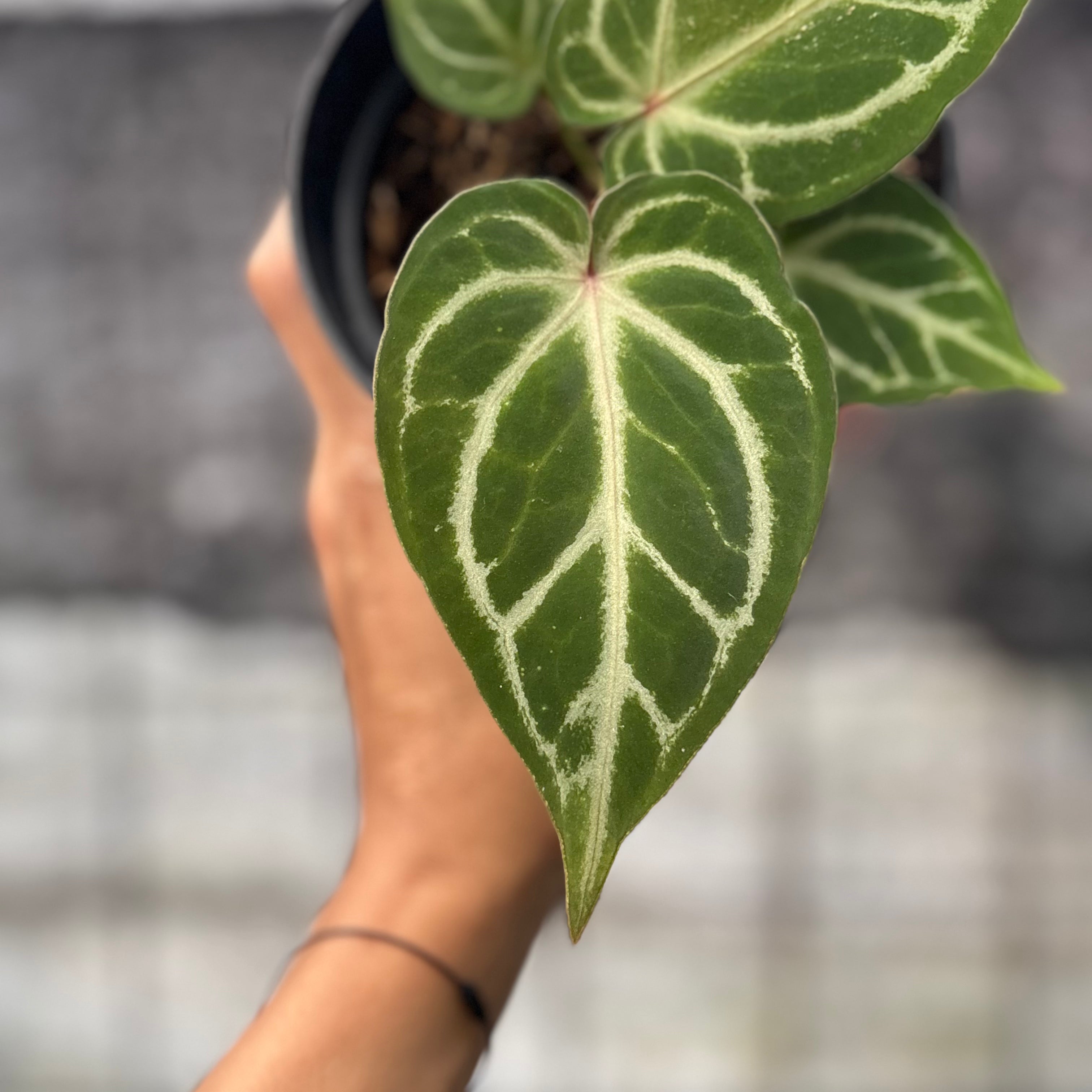 RP18-6 Anthurium HU x Red Crystallinum
