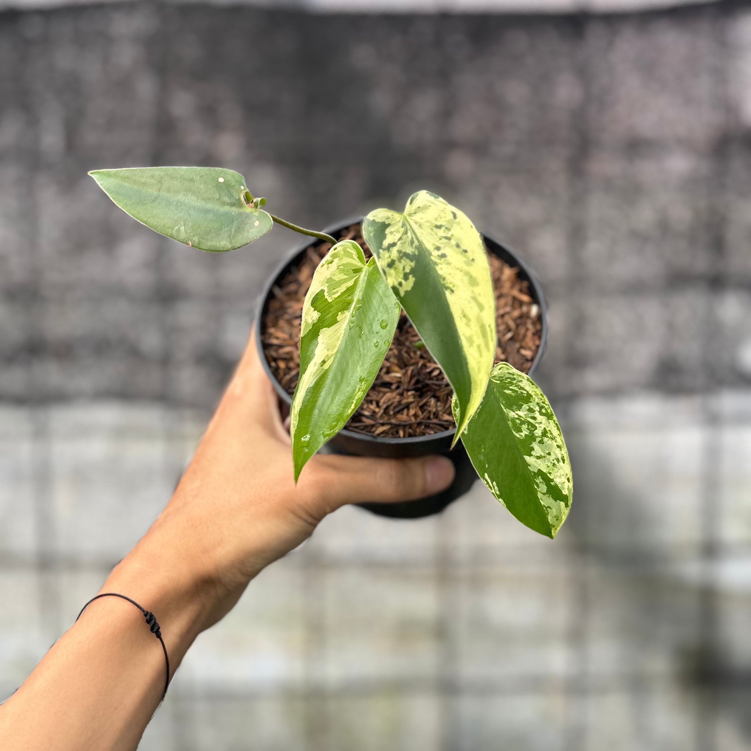 RP19-6 Philodendron Ilsemani Variegated