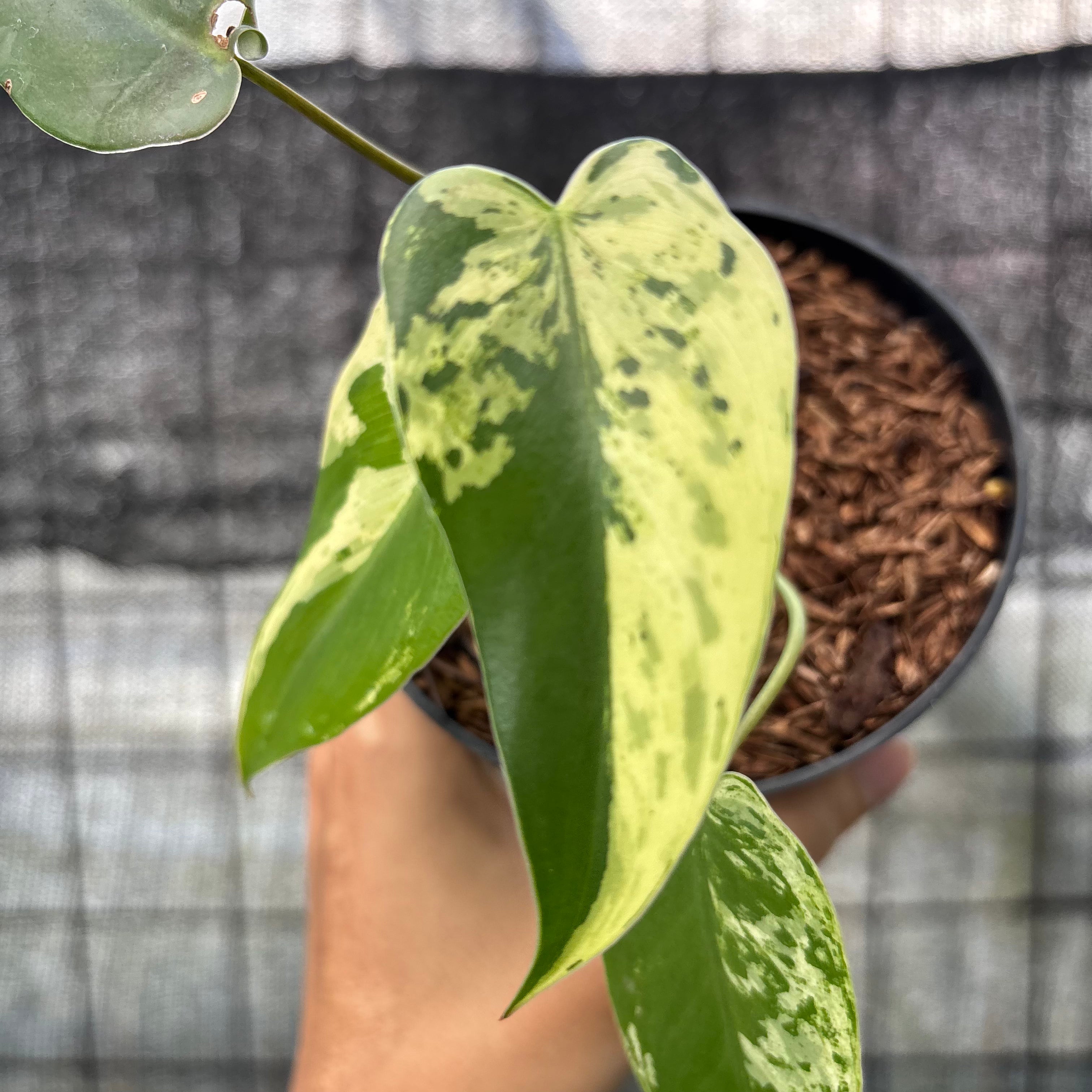 RP19-6 Philodendron Ilsemani Variegated