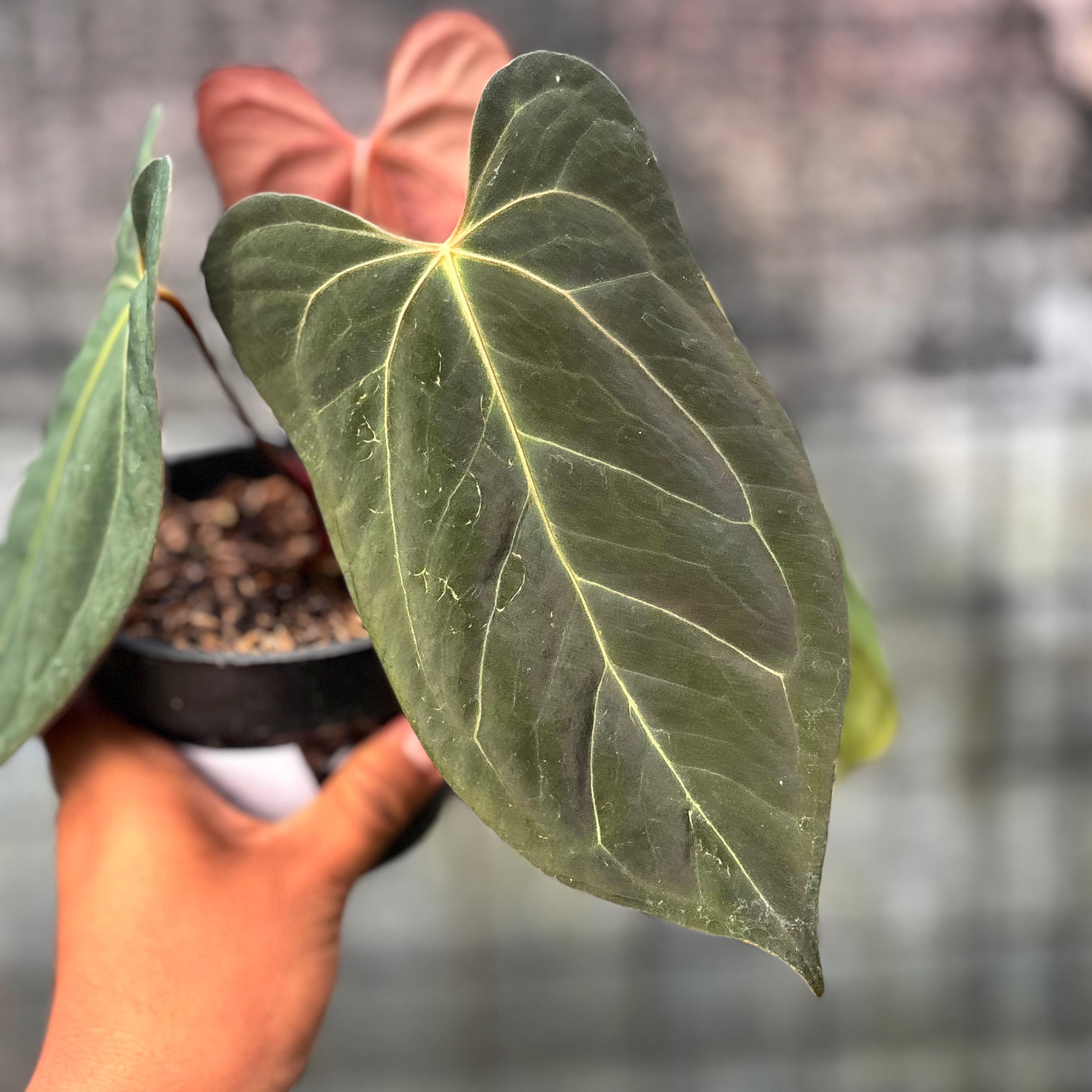 RP21-6 Anthurium Xone x Papilillaminum