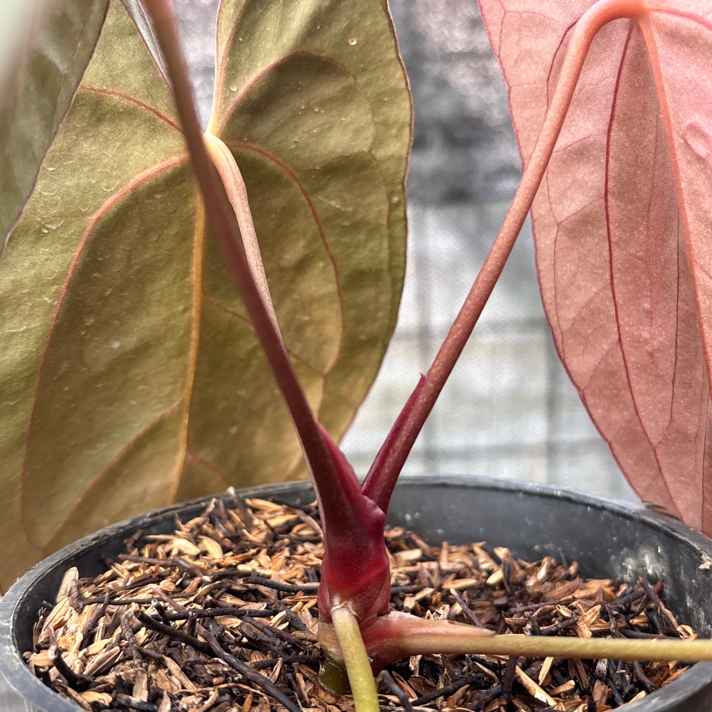 RP21-6 Anthurium Xone x Papilillaminum