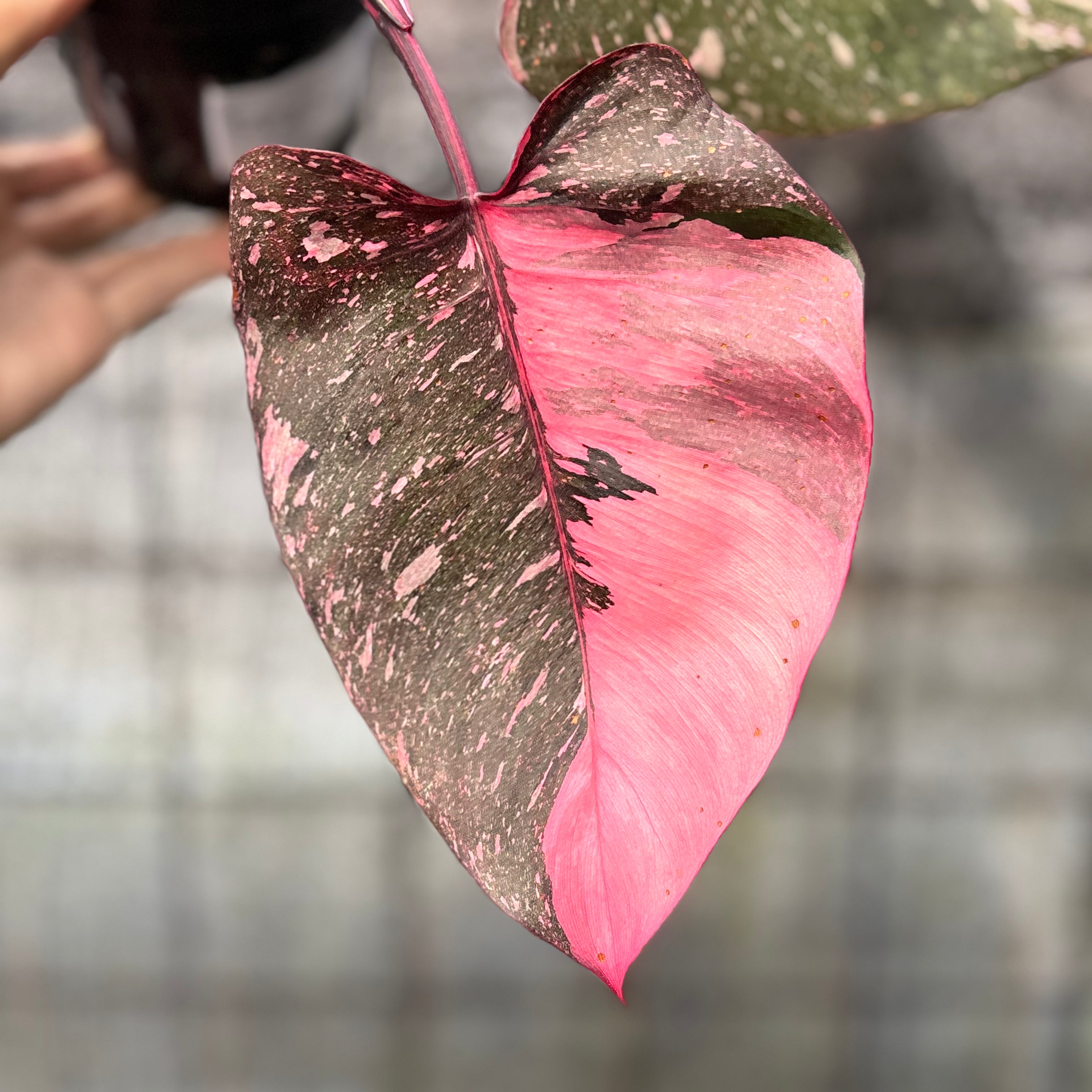 RP22-6 Philodendron Pink Princes Galaxy