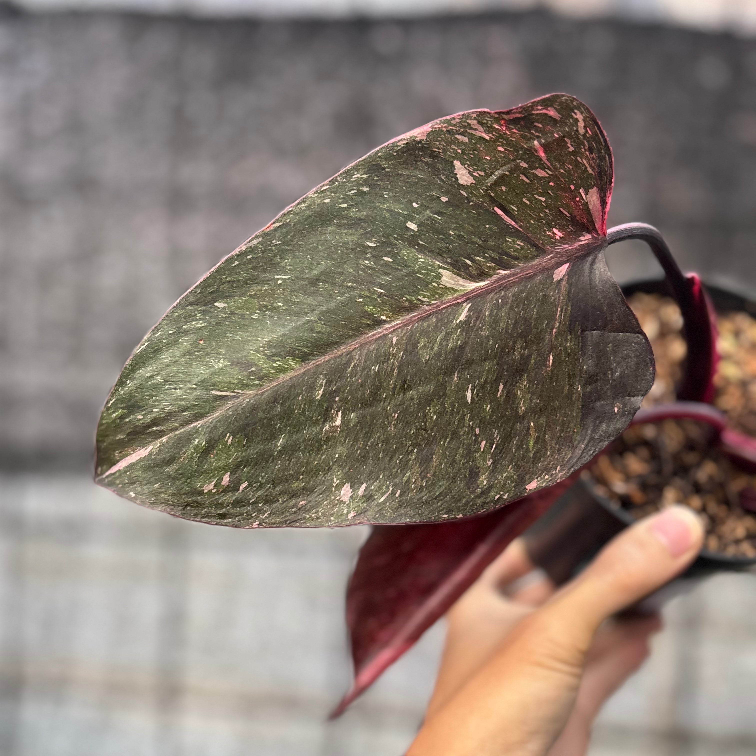 RP22-6 Philodendron Pink Princes Galaxy